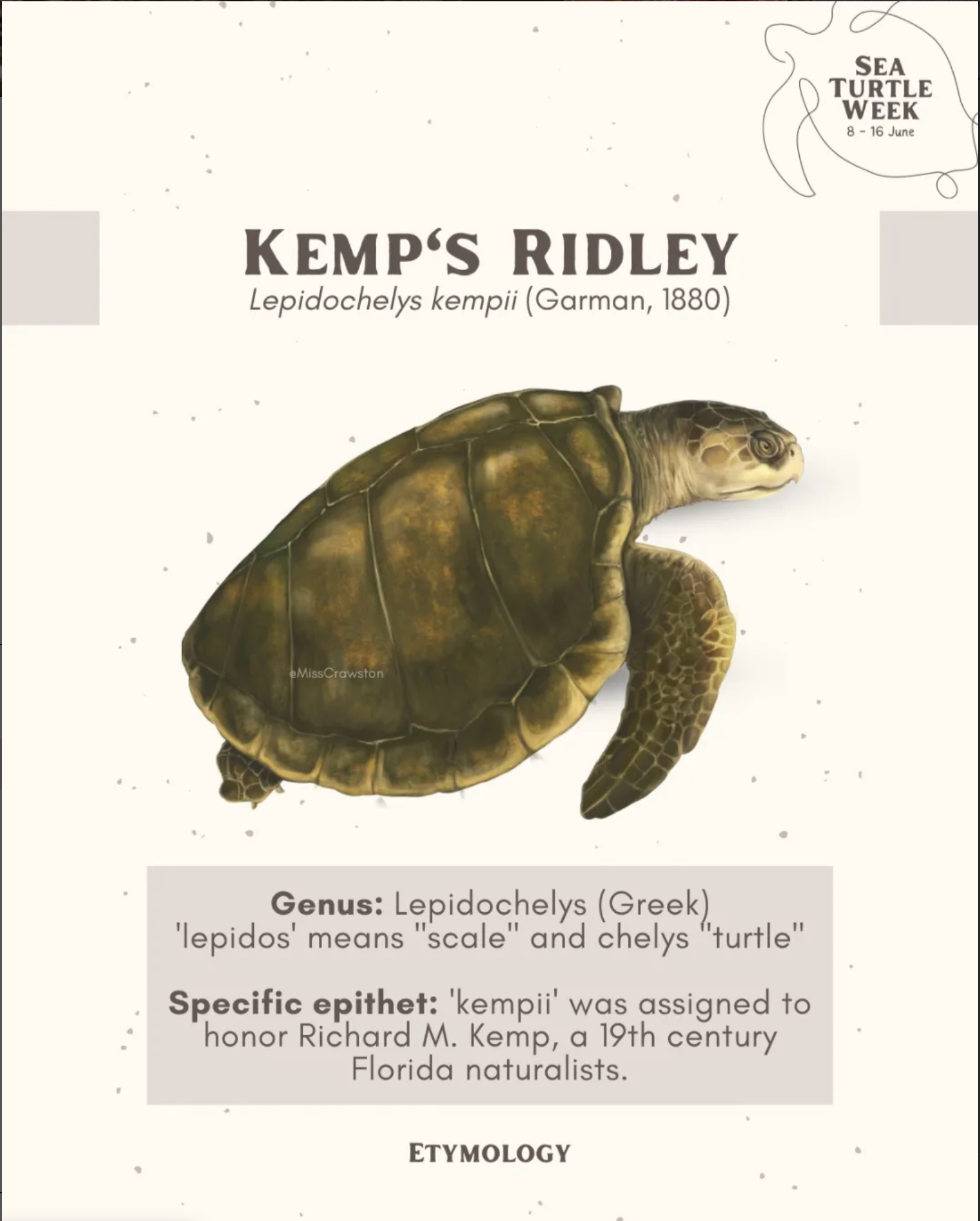 Kemp's Ridley
