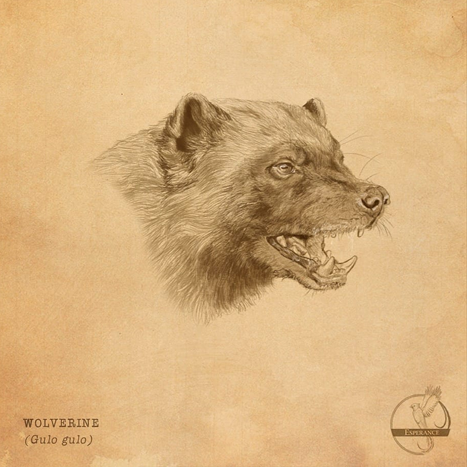 Wolverine