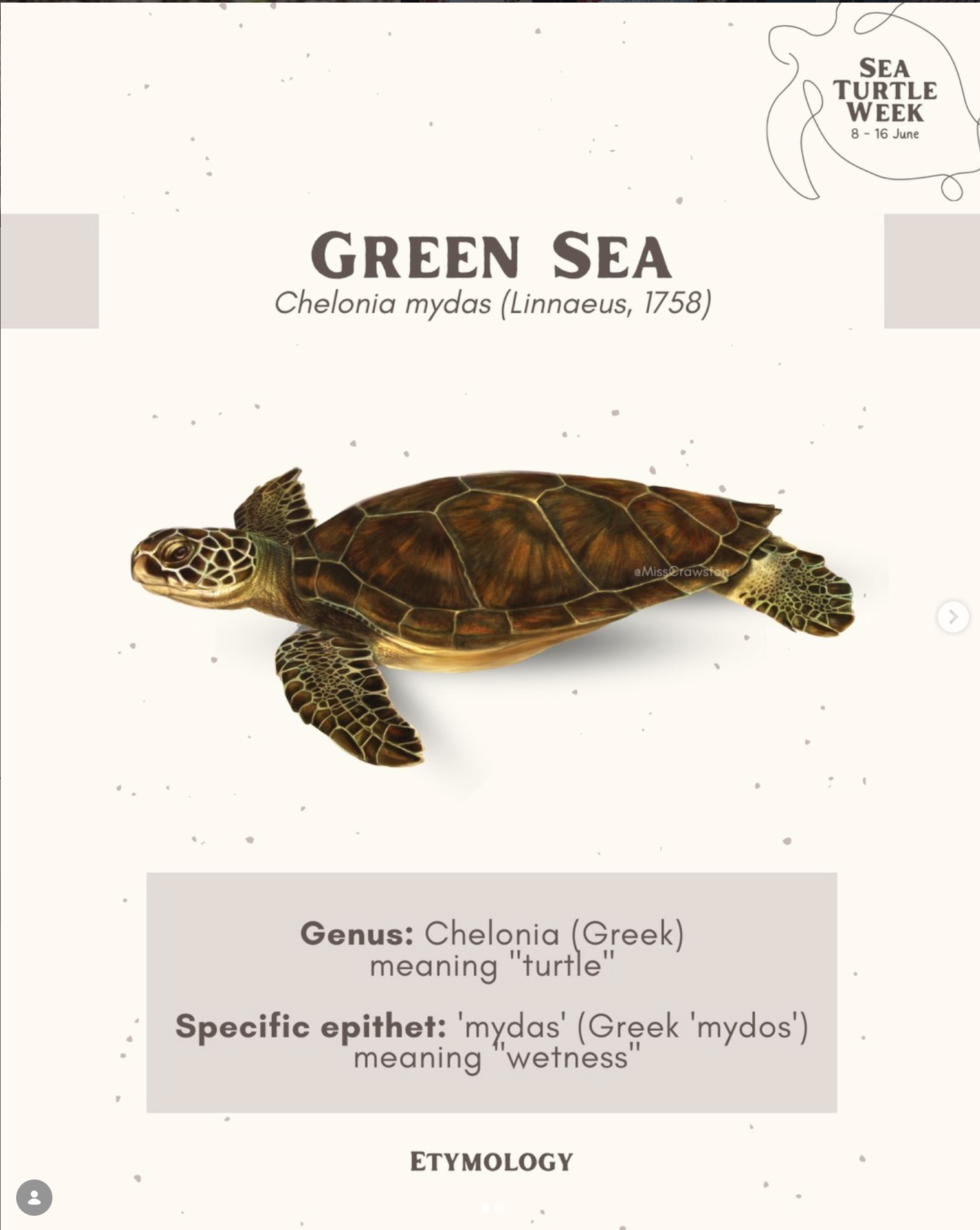 Green Sea Turtle