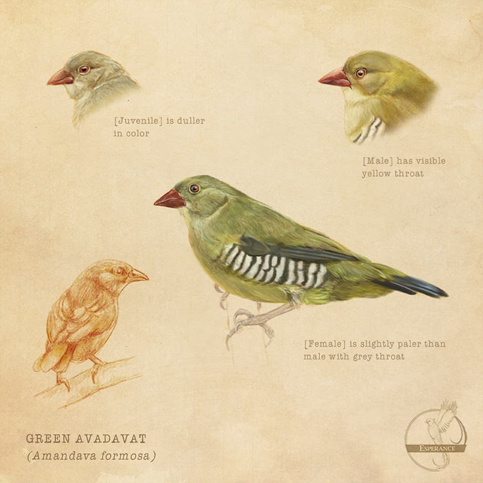 Green Avadavat