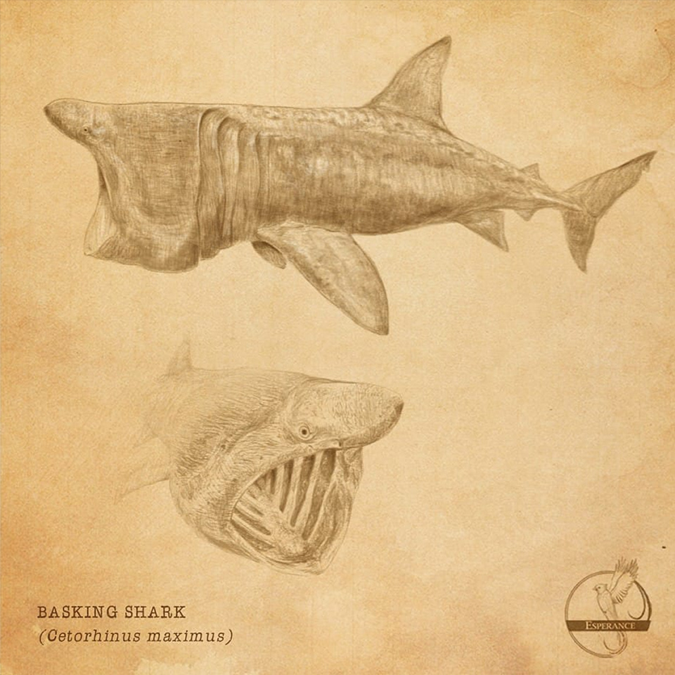 Basking Shark