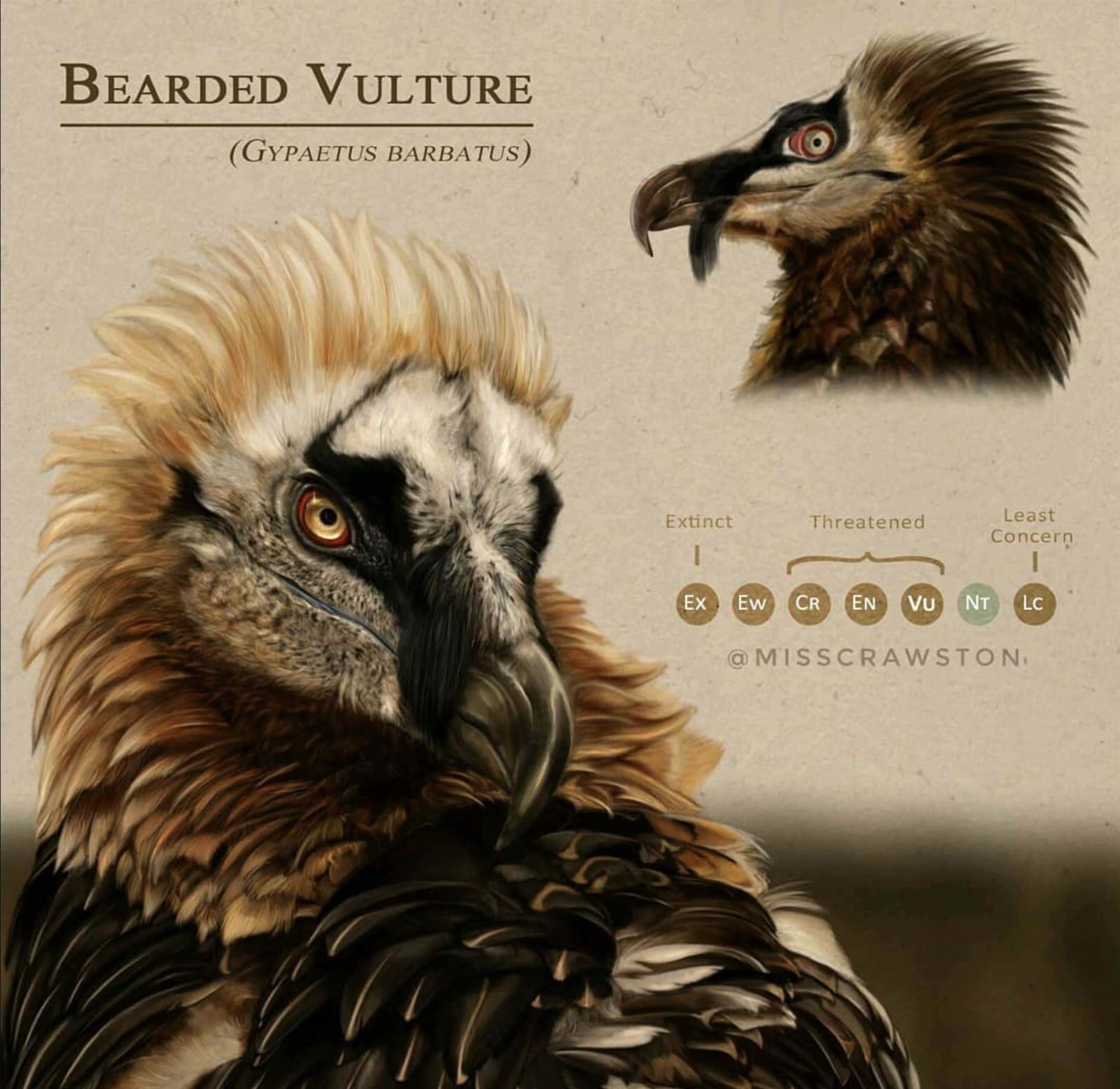 Bearded Vulture