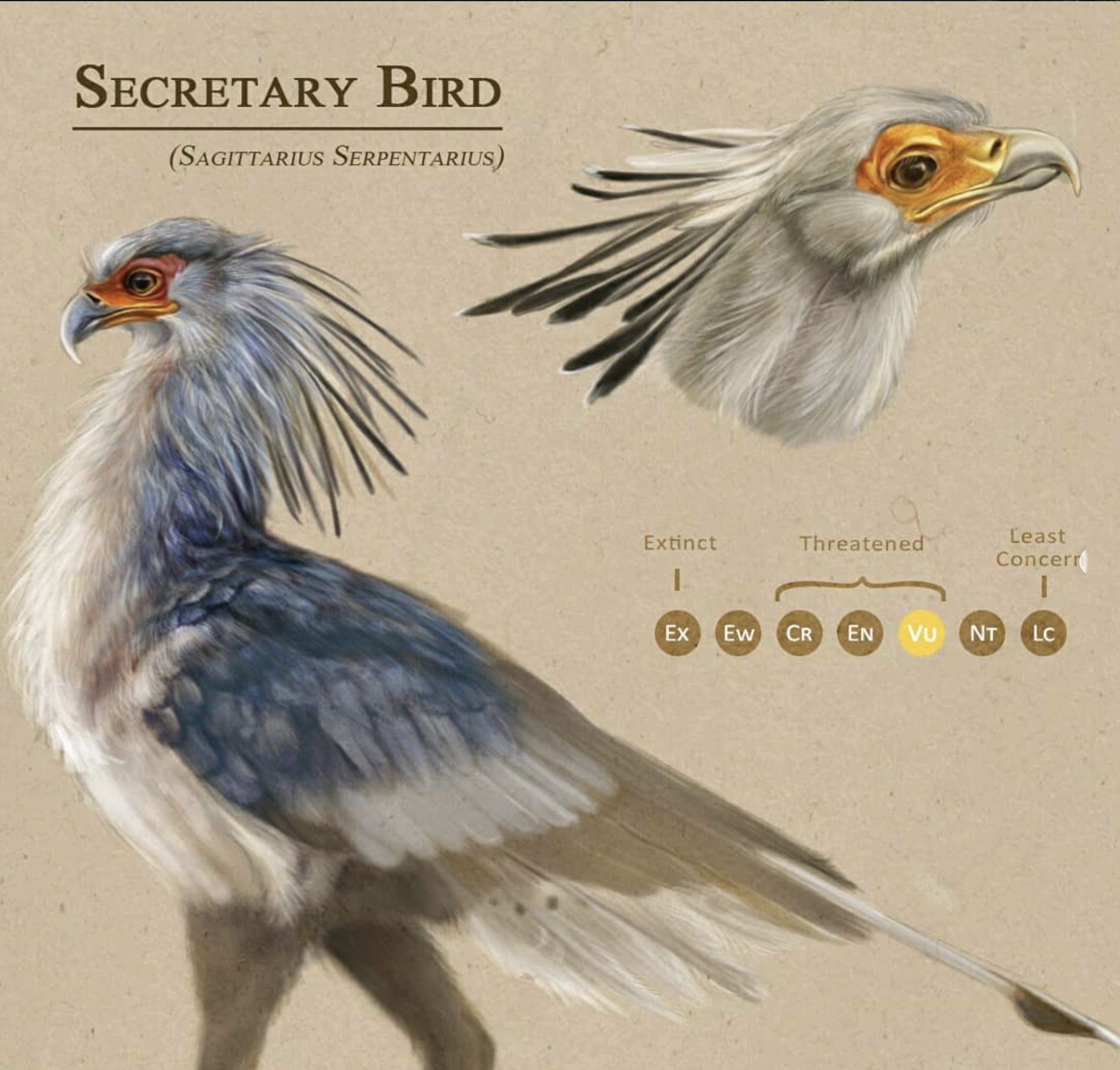 Secretary Bird