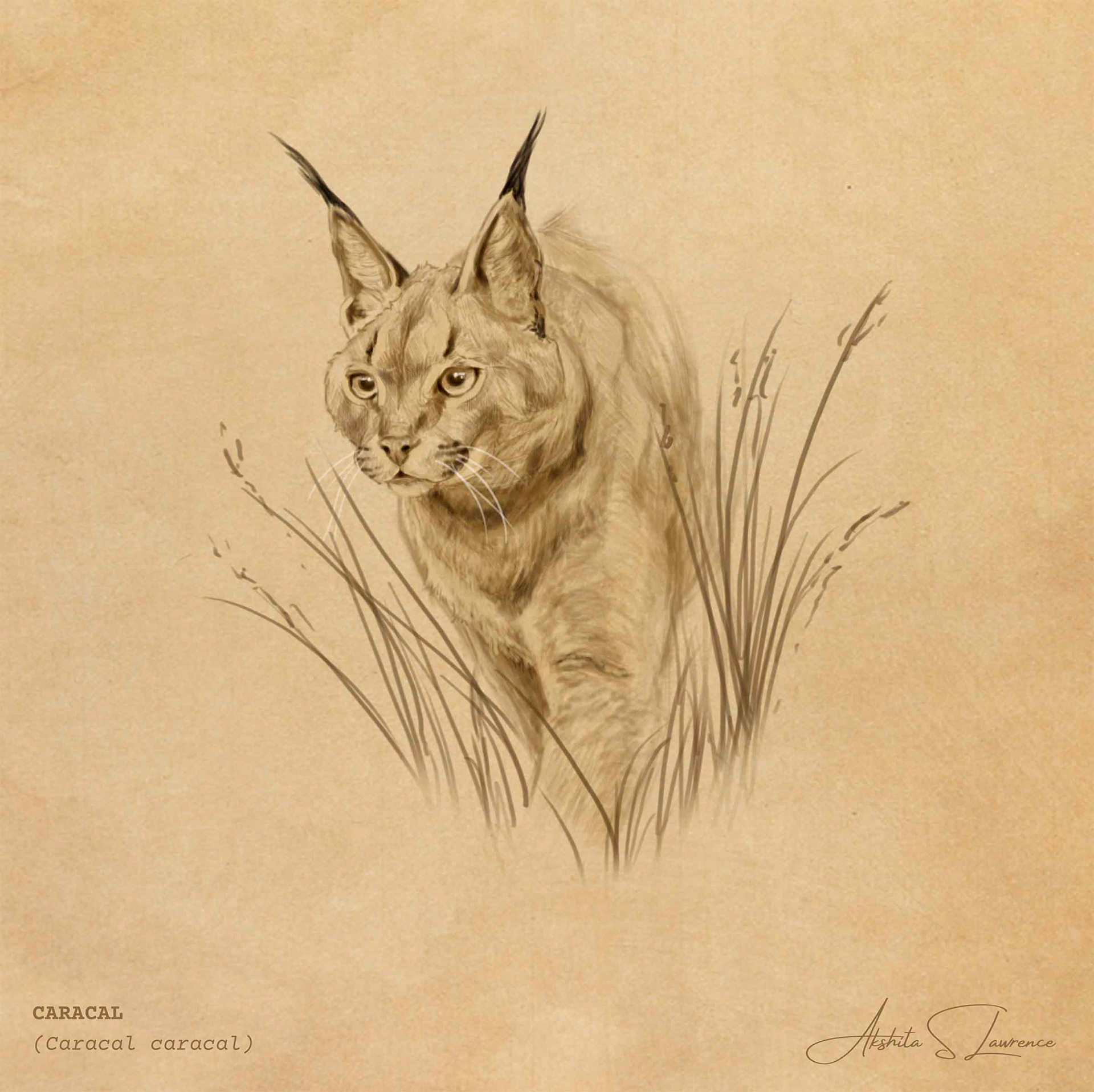 Caracal