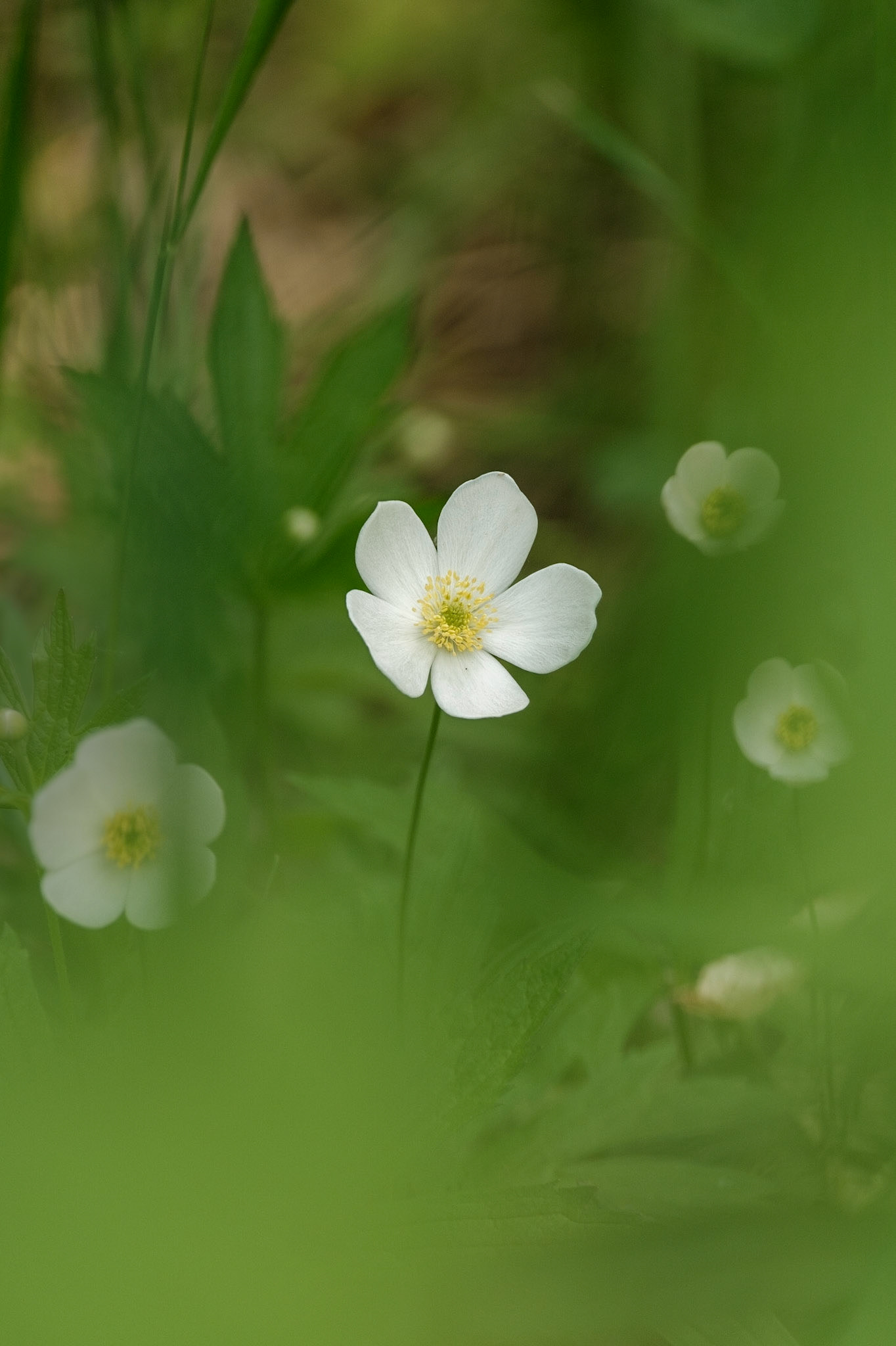 Canada Anemone