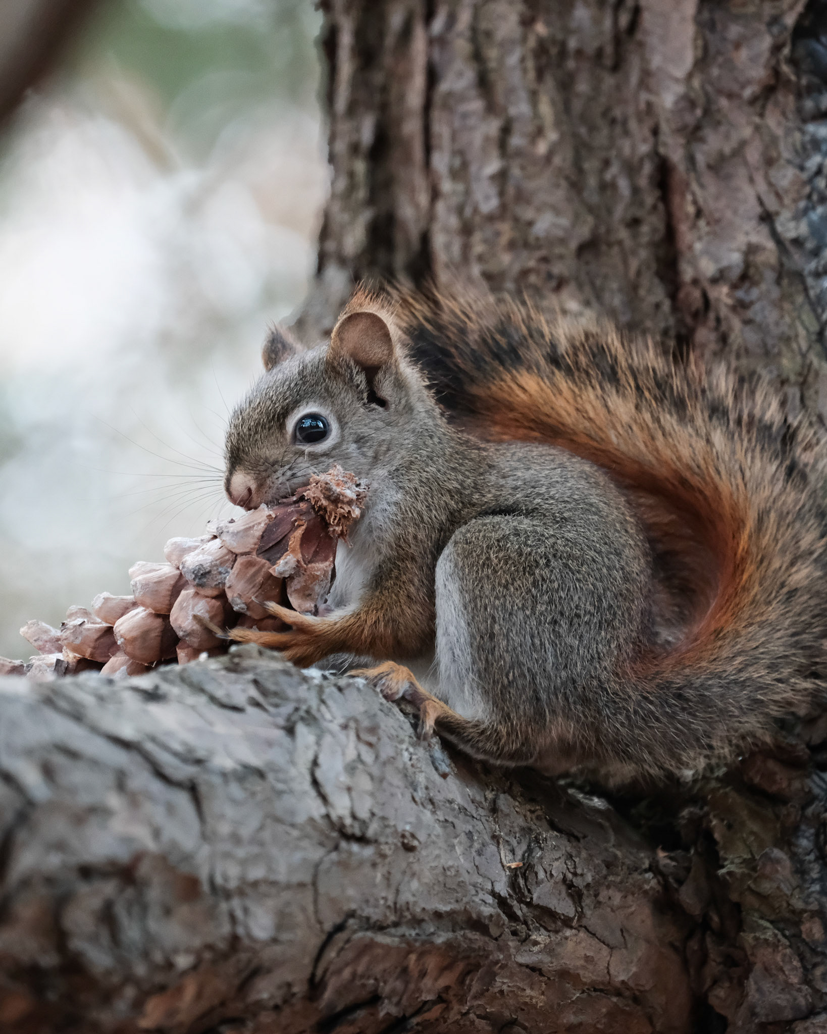 Squirrel with Pinecone