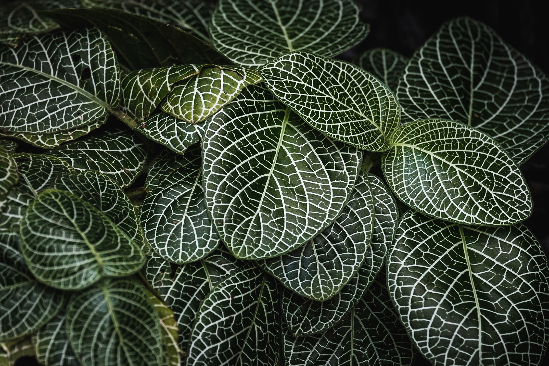 The Fittonia