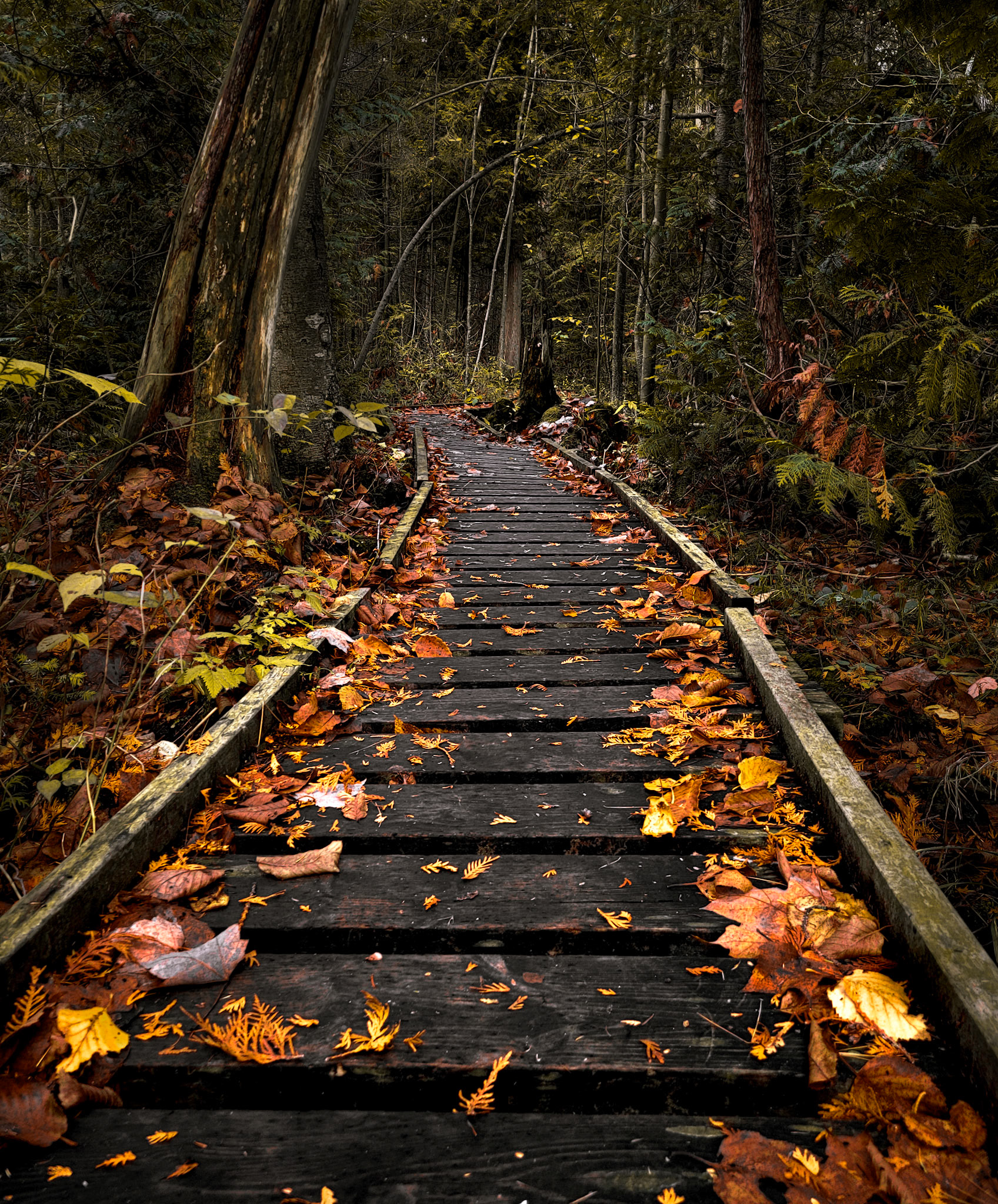 The Forest Knows The Way...