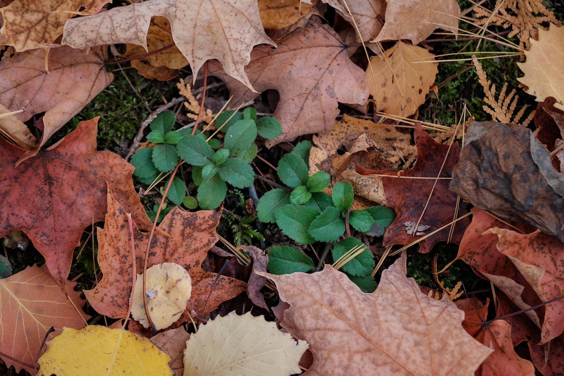 Leaf Litter