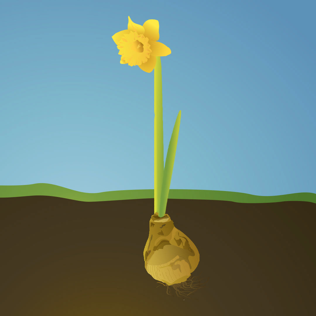 Digital Illustration in Adobe Illustrator