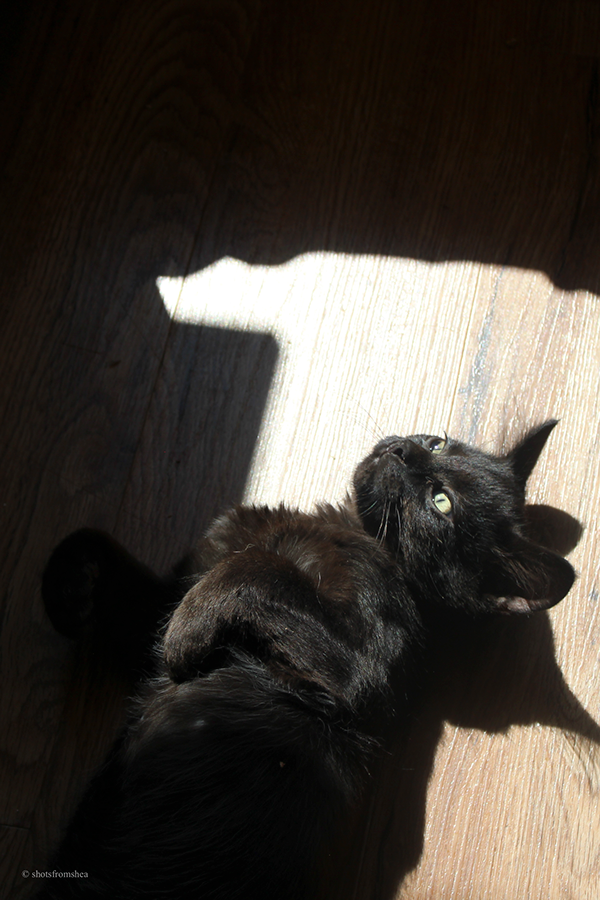 Paws and Claws Cat Rescue, Adoptables, August 2026