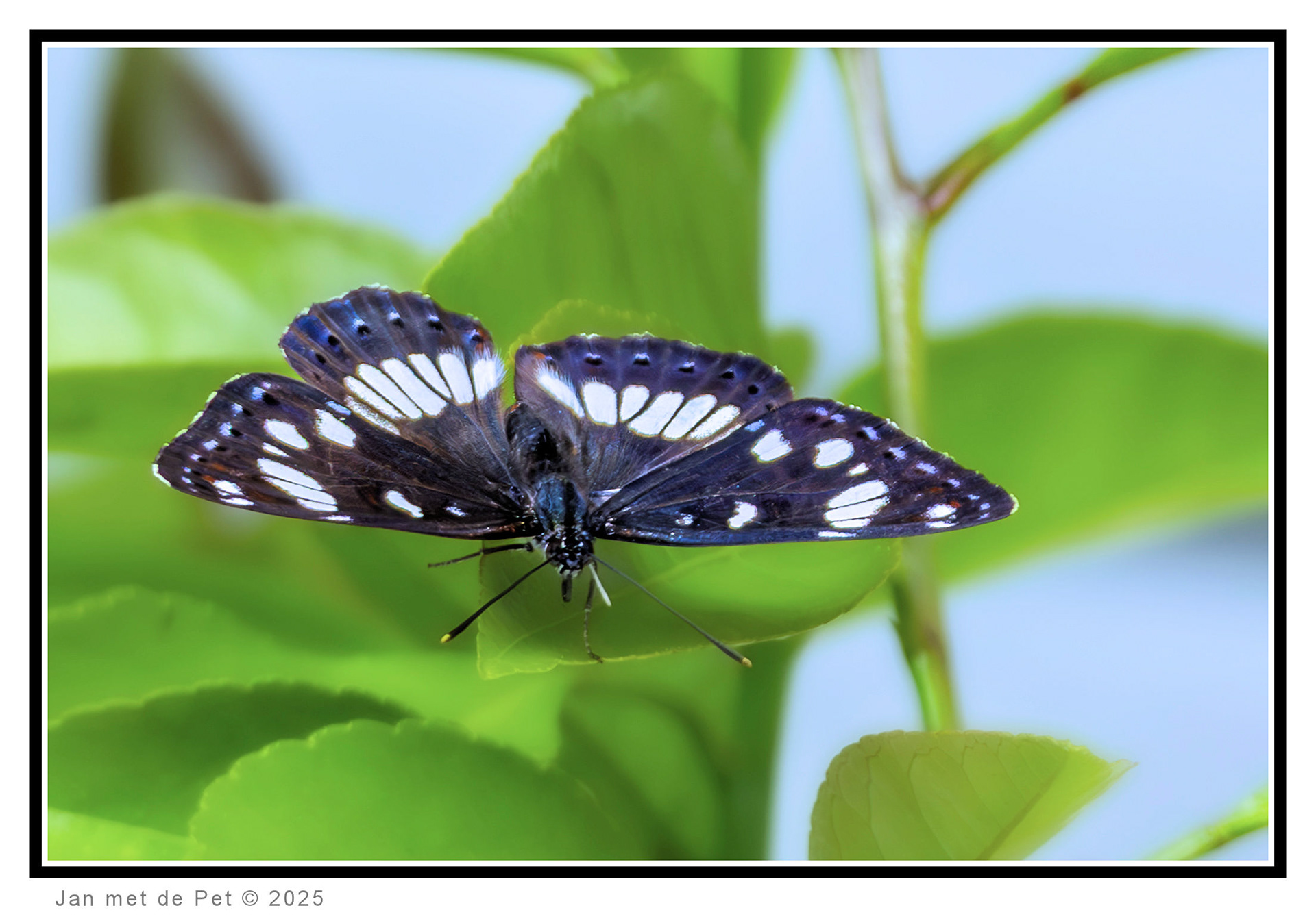 Blauwe IJsvogelvlinder