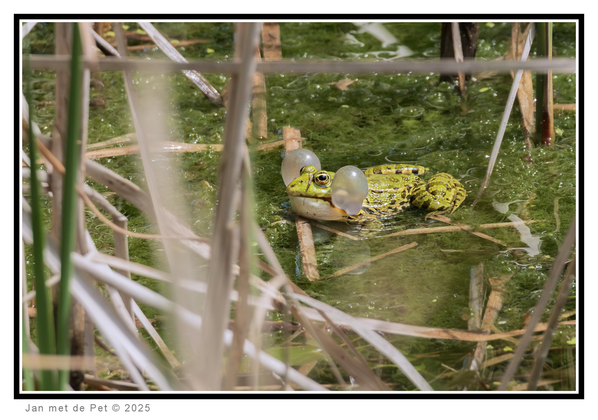 Groene Kikker