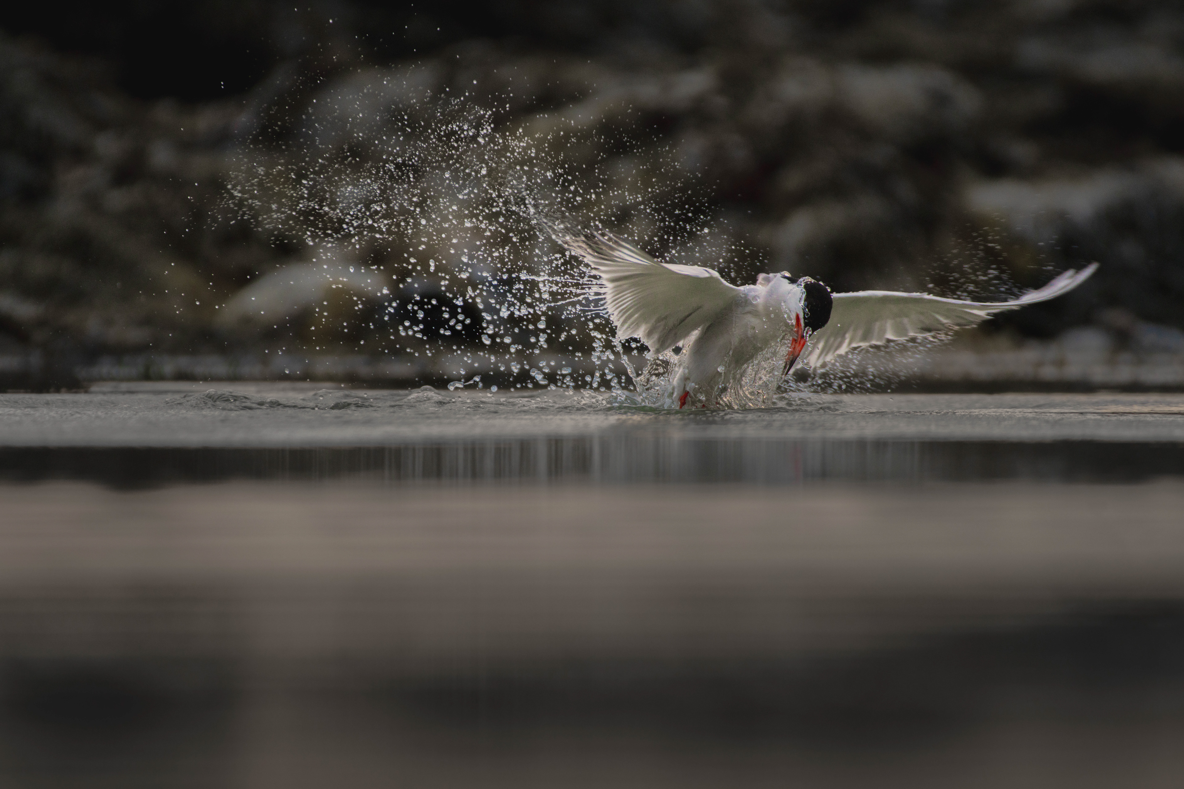 Common Tern