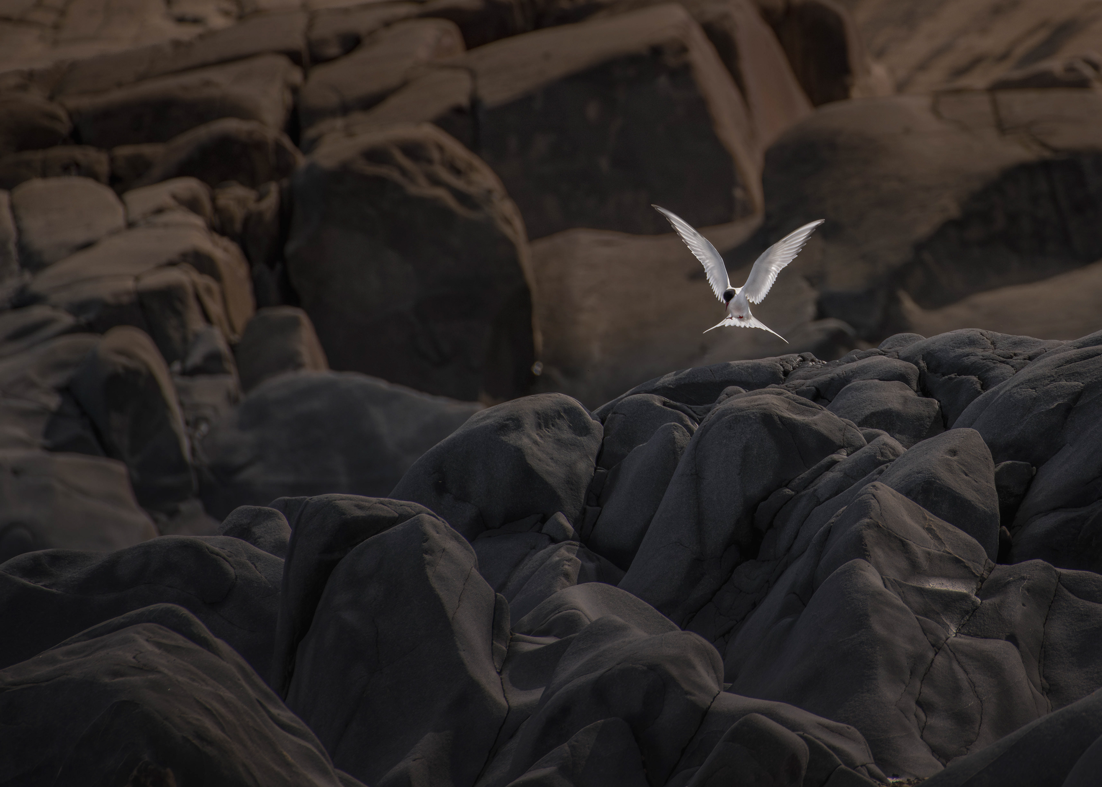 Arctic Tern
