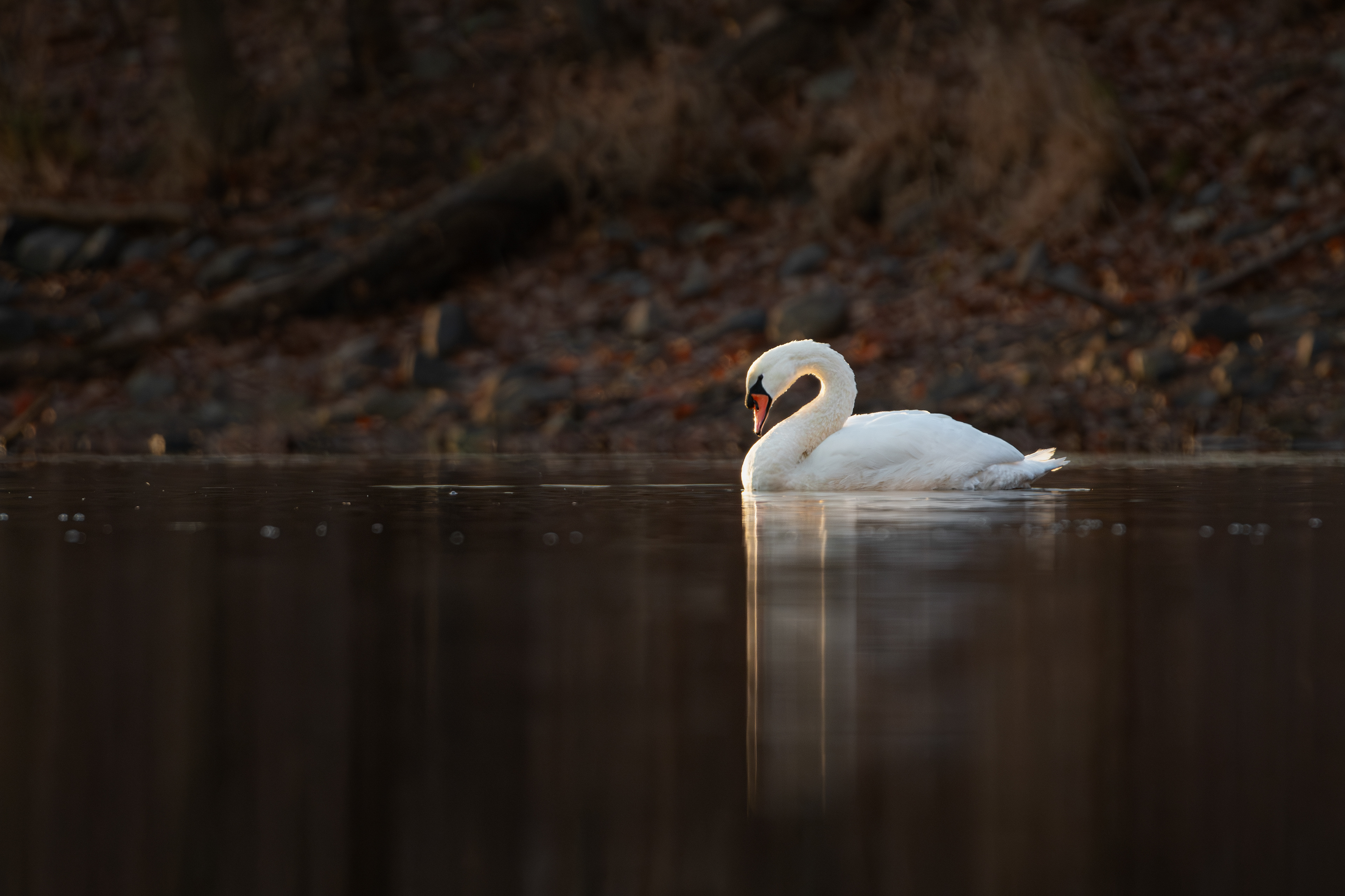 Mute Swan