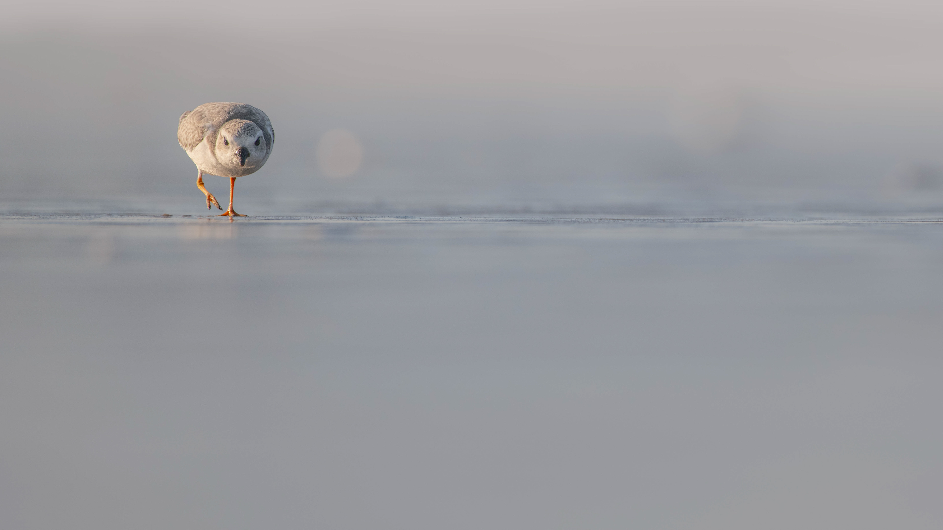 Piping Plover