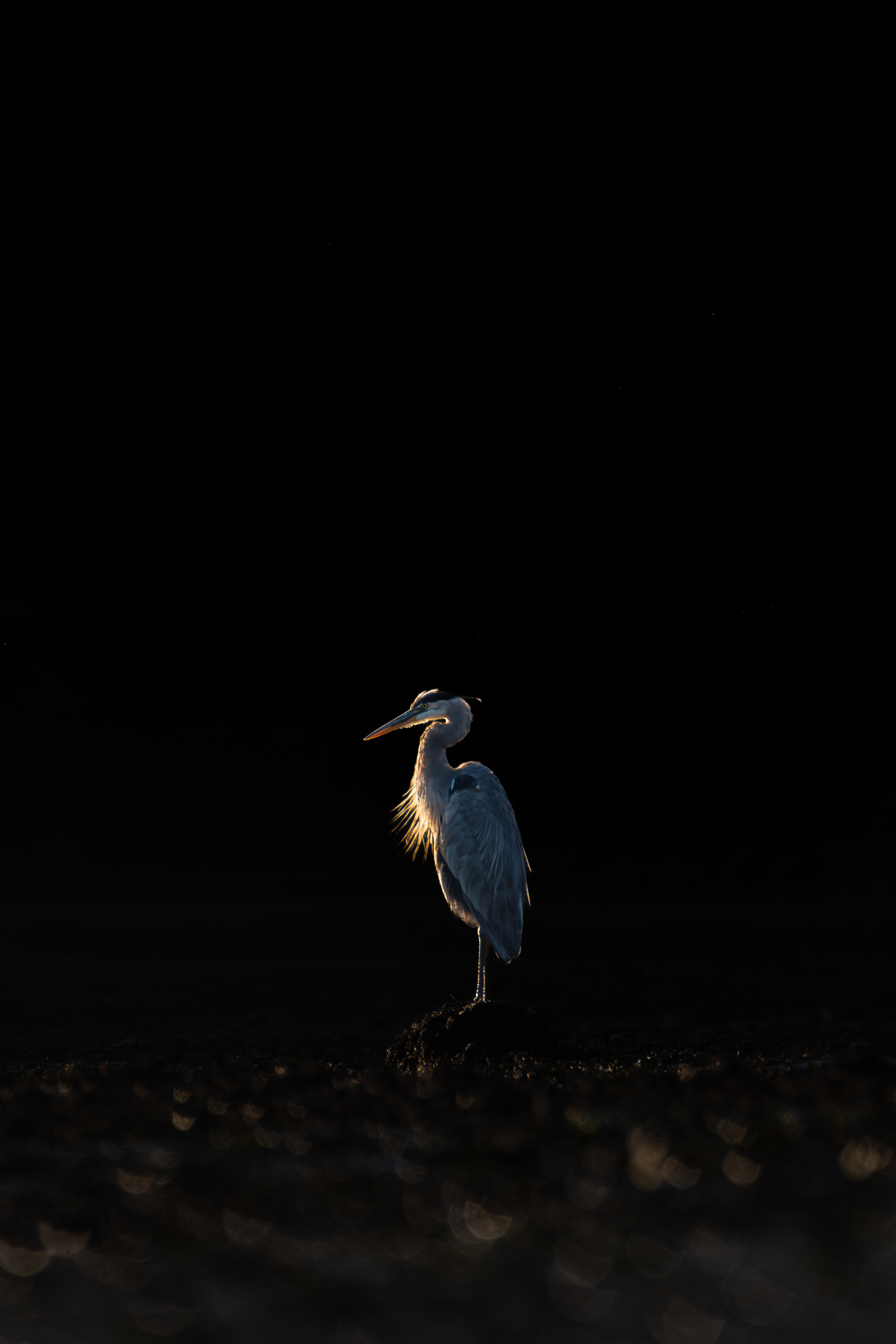 Blue Heron
