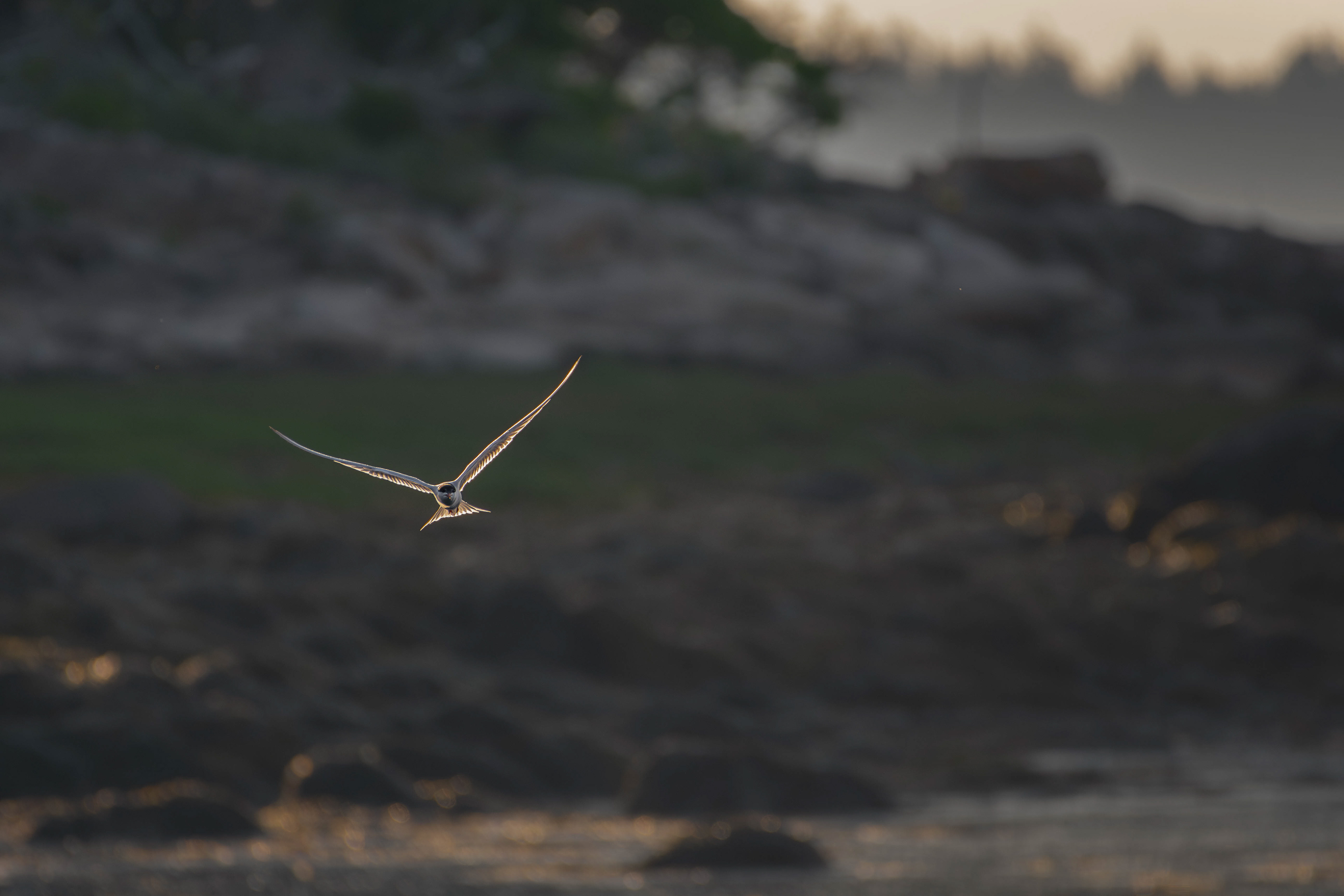 Common Tern