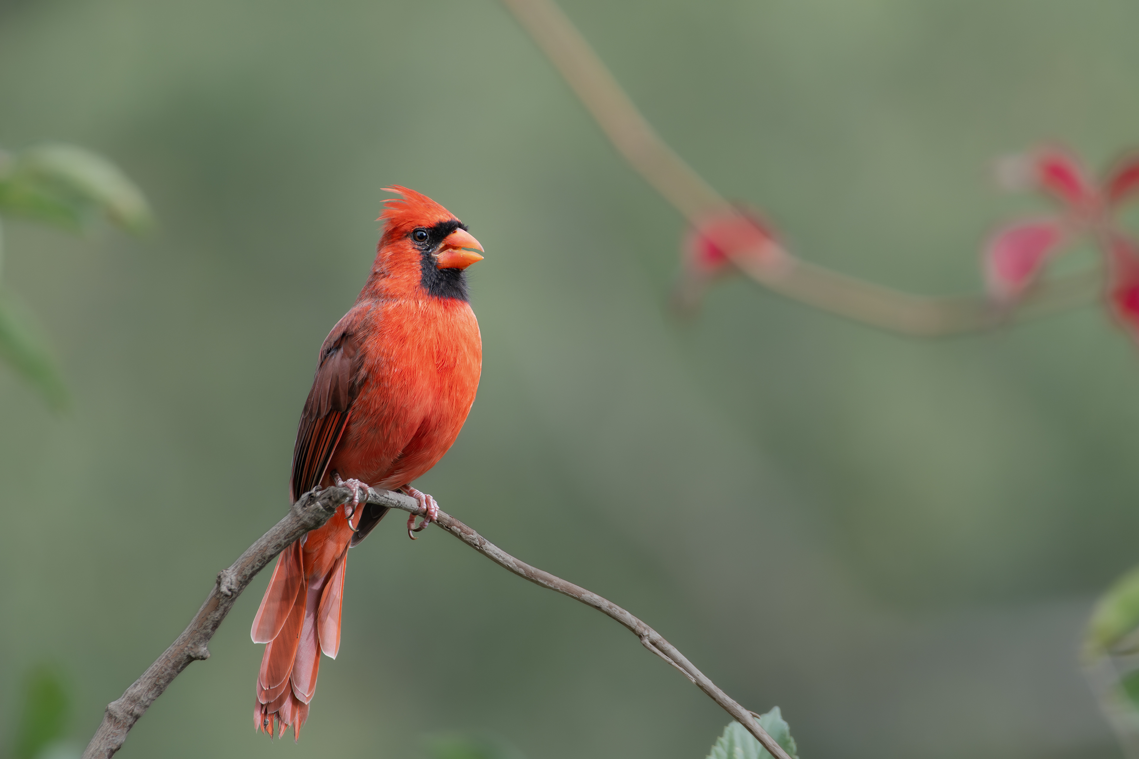 Northern Cardinal