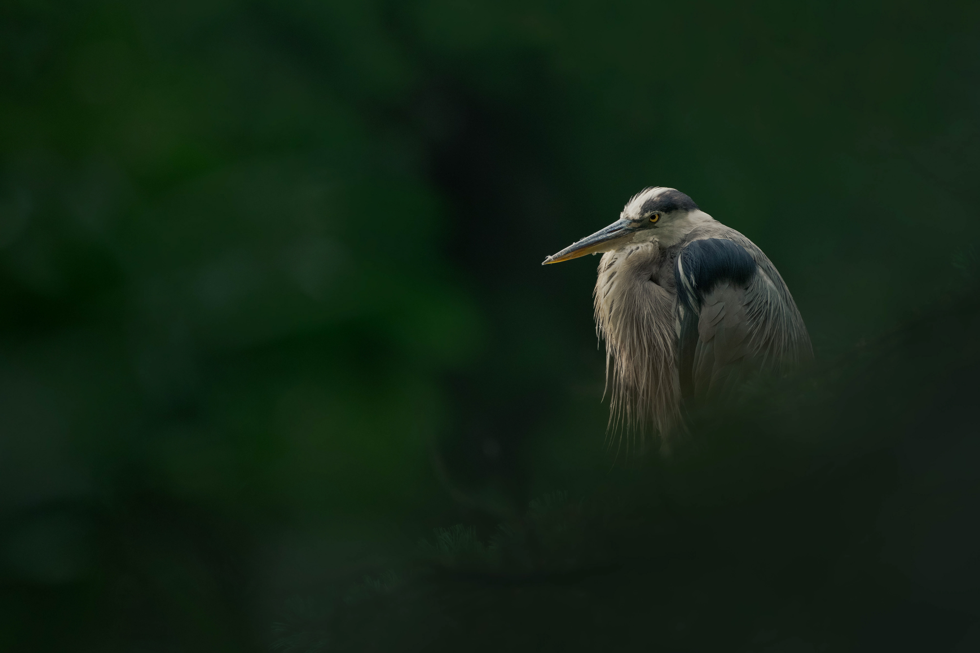 Blue Heron