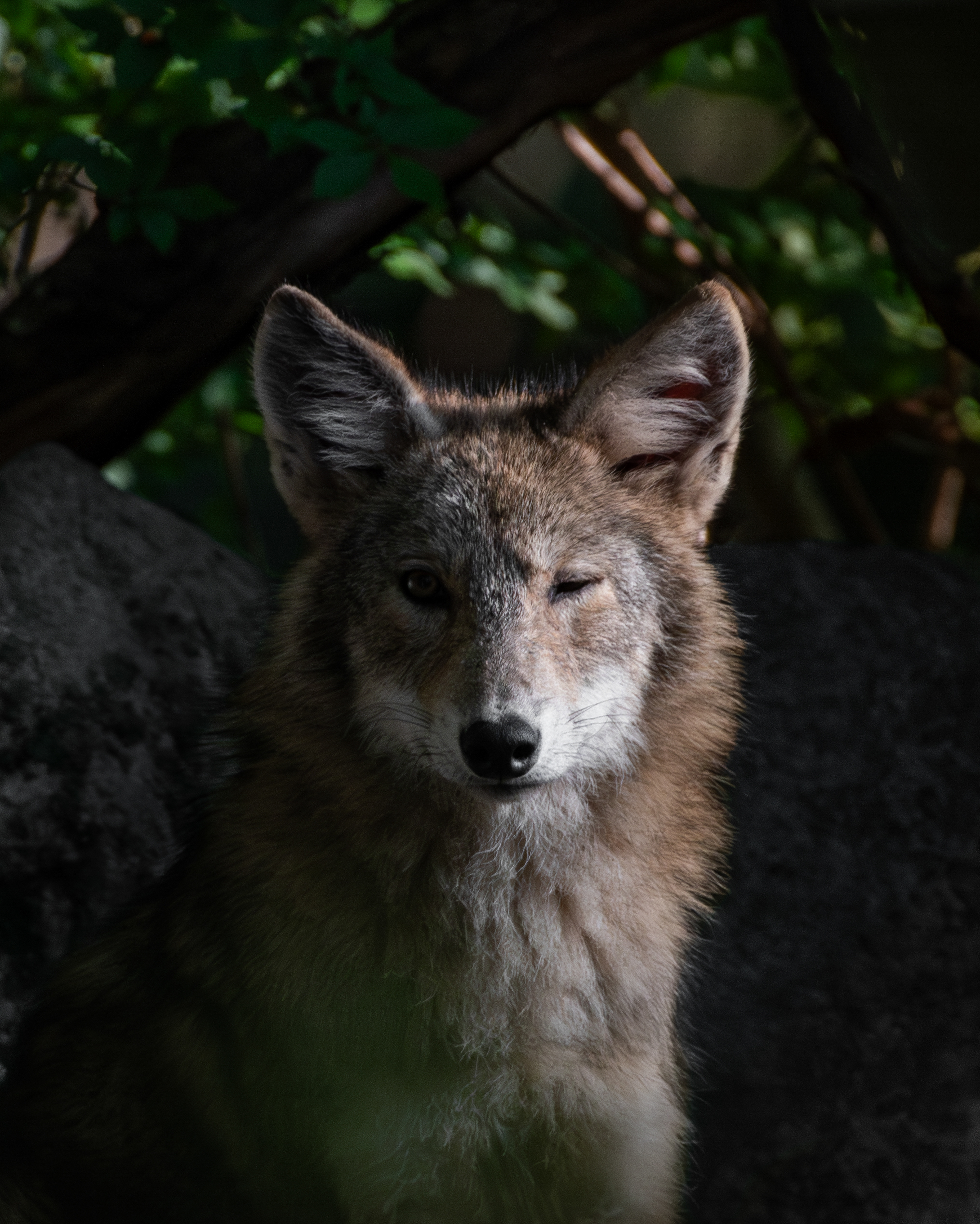 Eastern Coyote