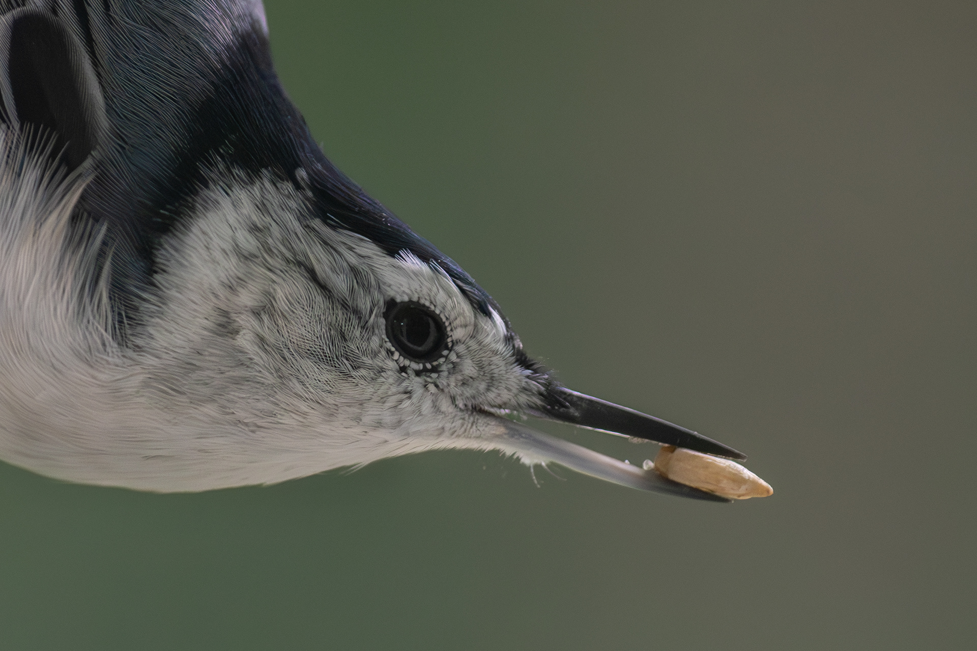 White-Breasted Nuthatch