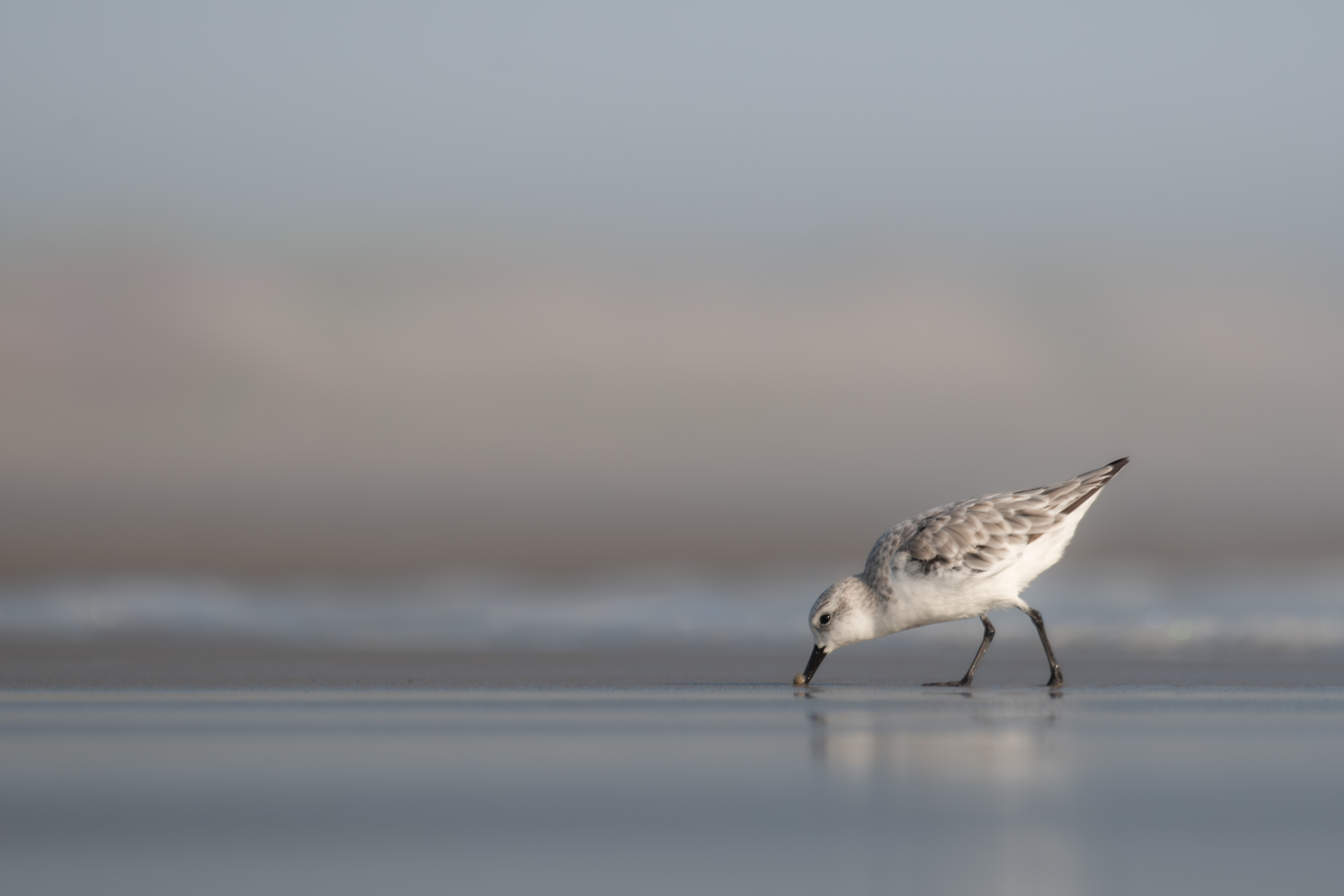 Sanderling