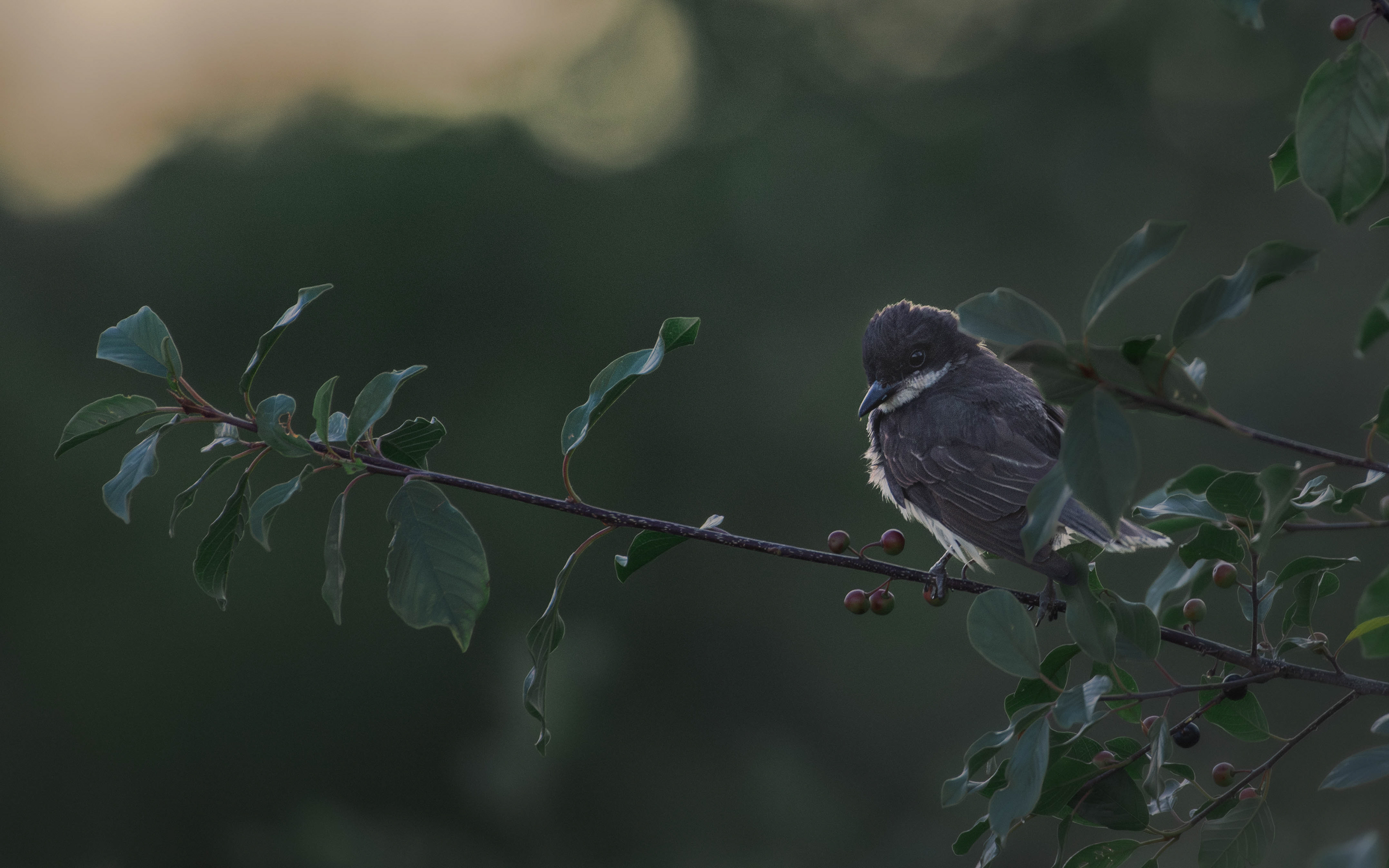 Eastern Kingbird
