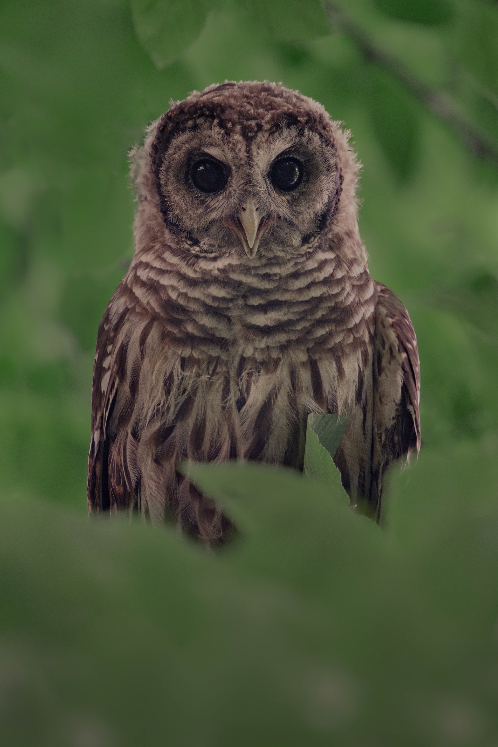 Barred Owl