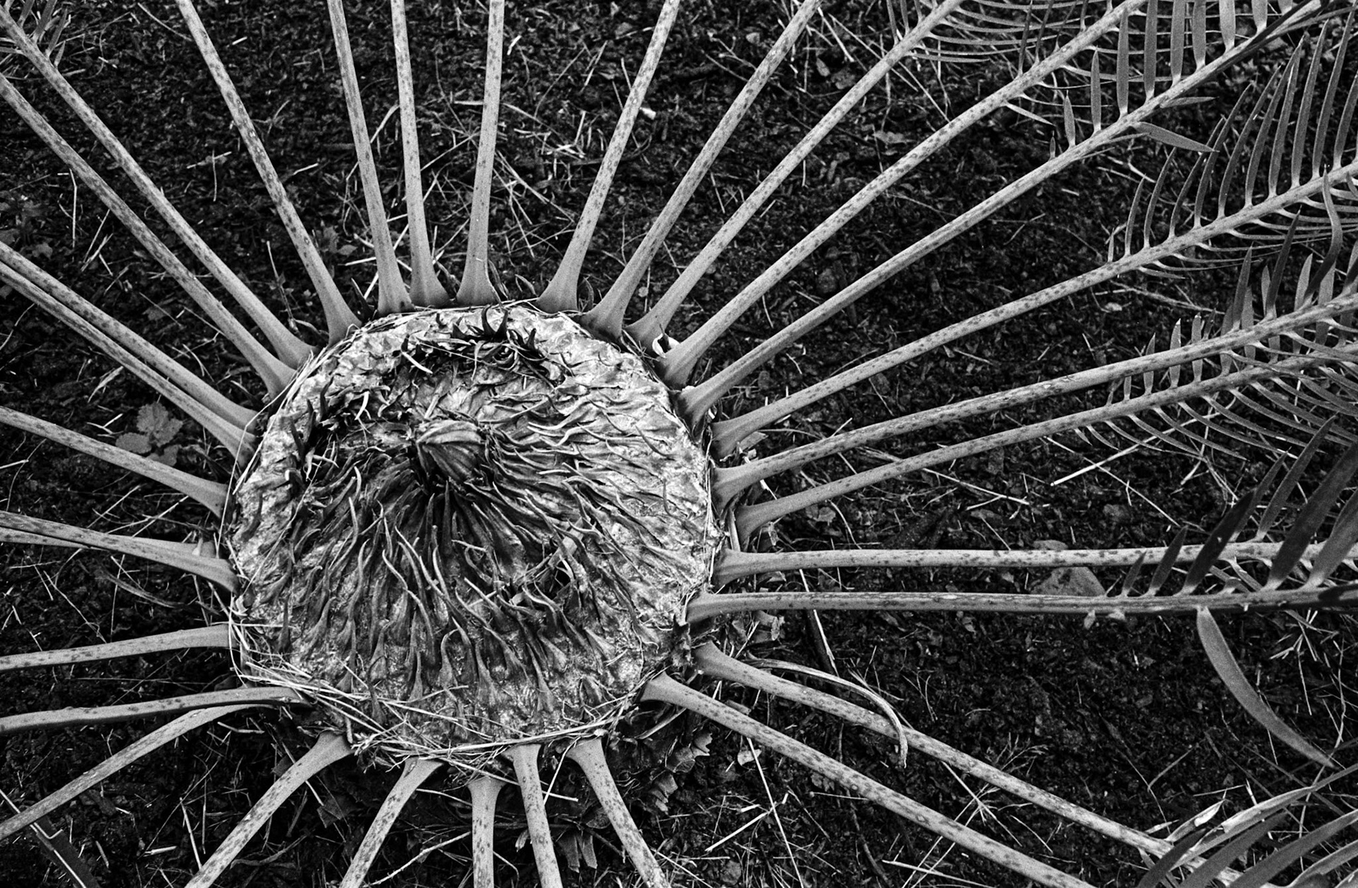 Kirstenbosch Gardens, 2007.