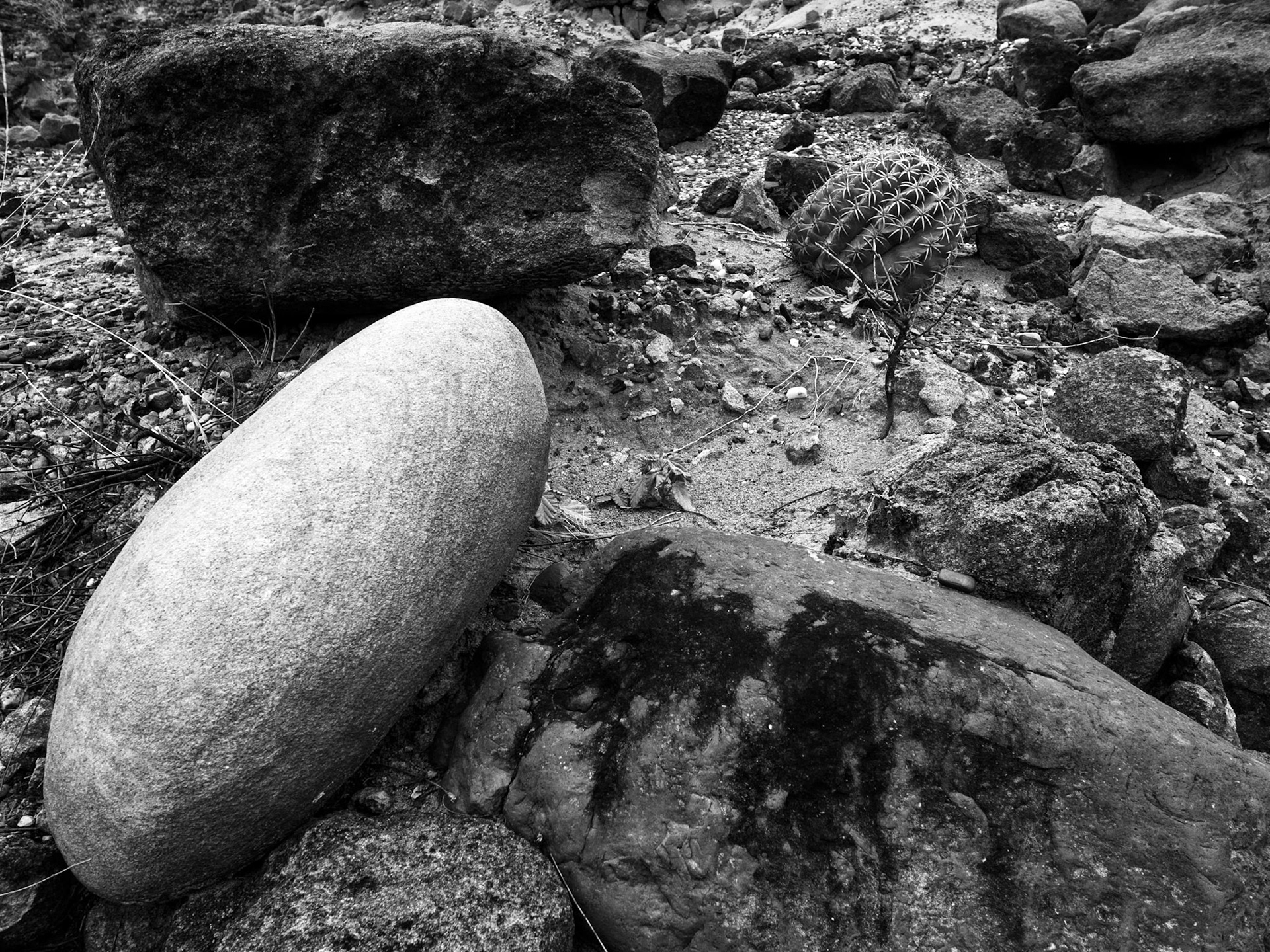 Rock and cactus, Desierto de Tatacoa