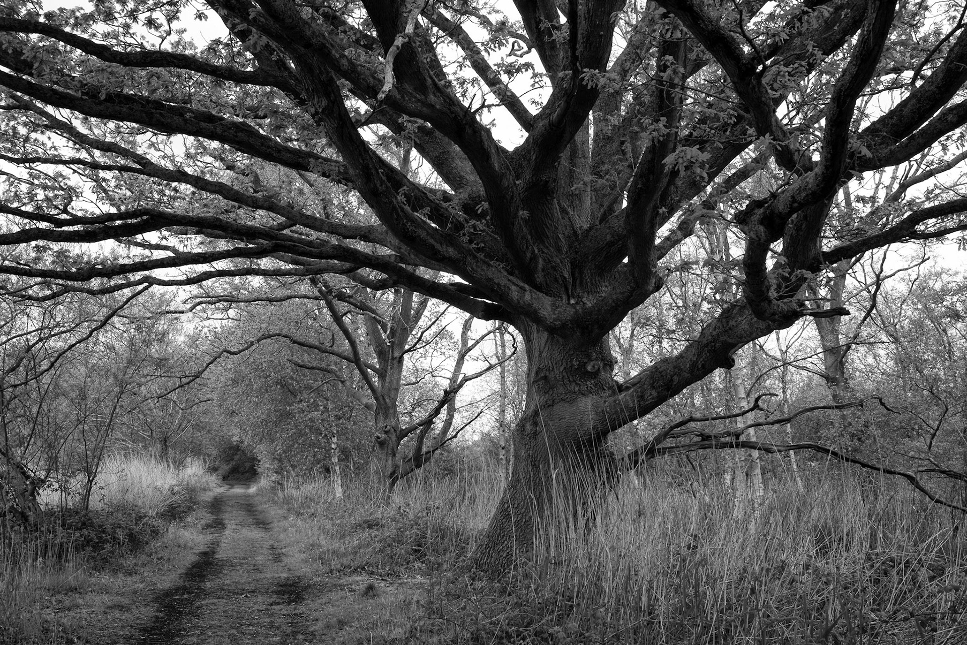 Woodland path, Avalon marshes
