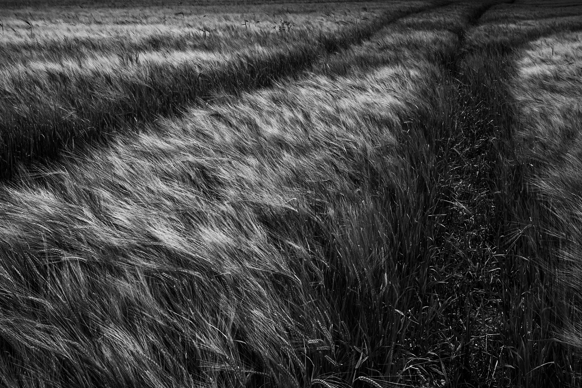 Tollard Royal, 2020.