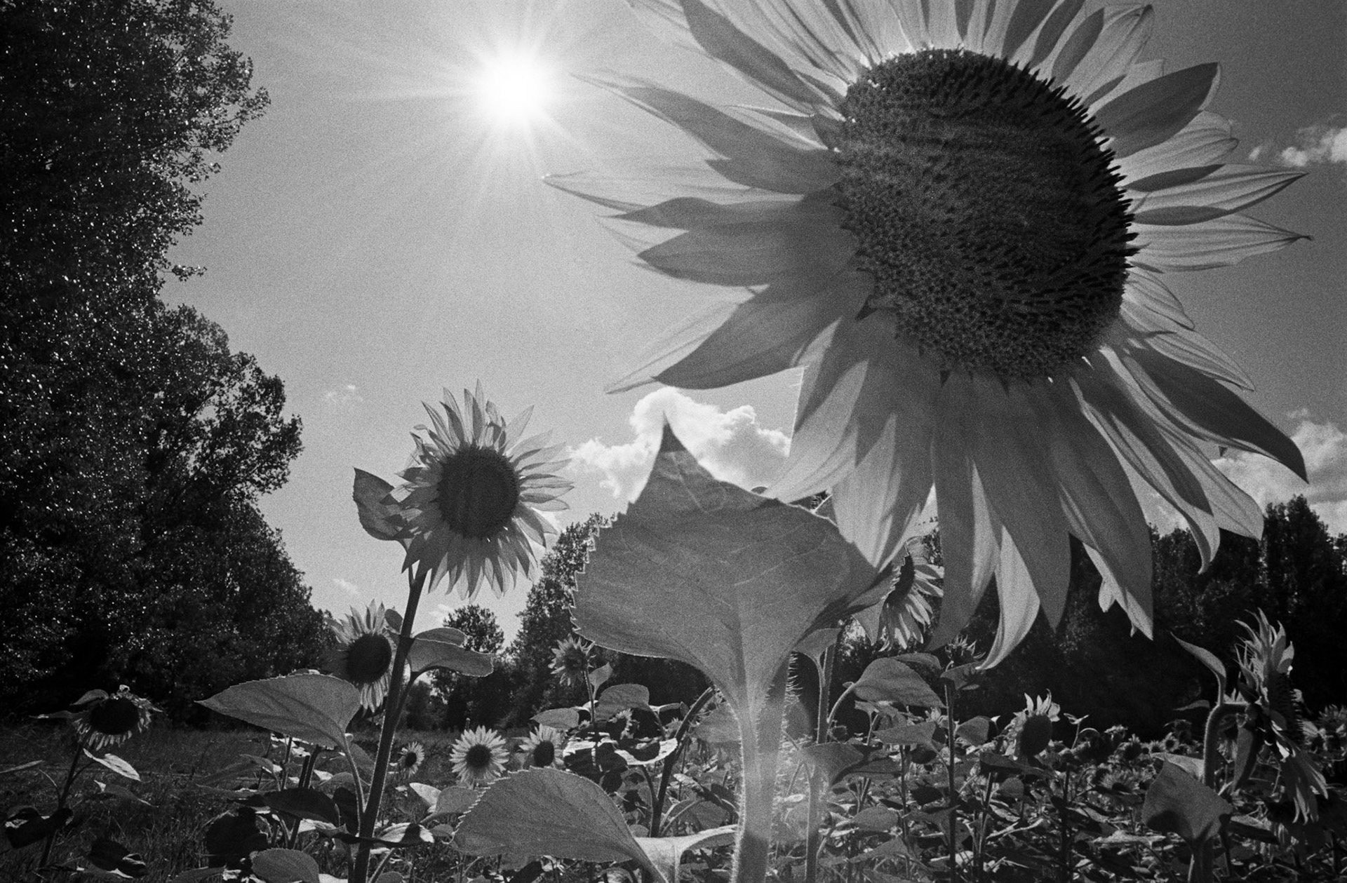 Sunflowers, Tarn