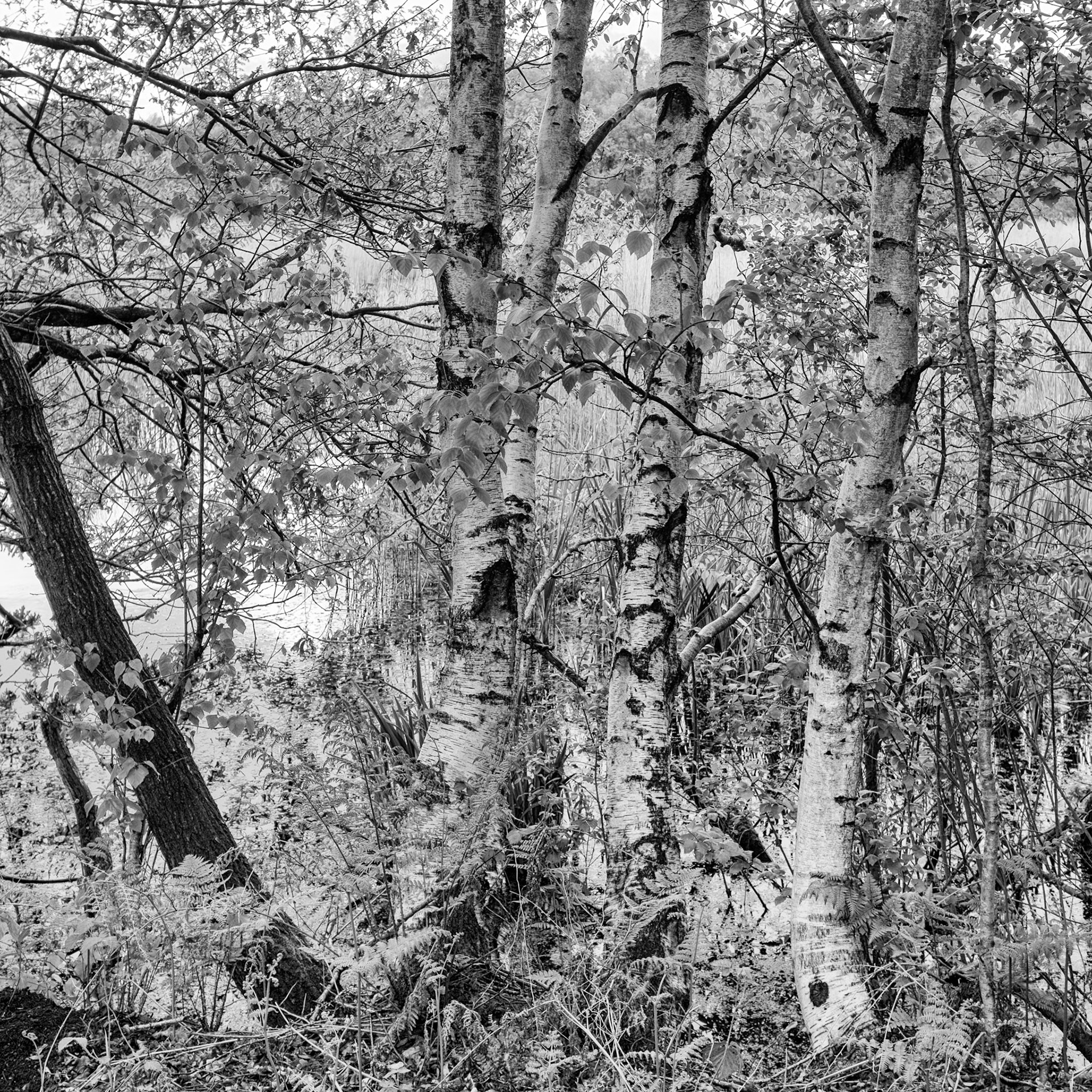 Avalon marshes, 2017.