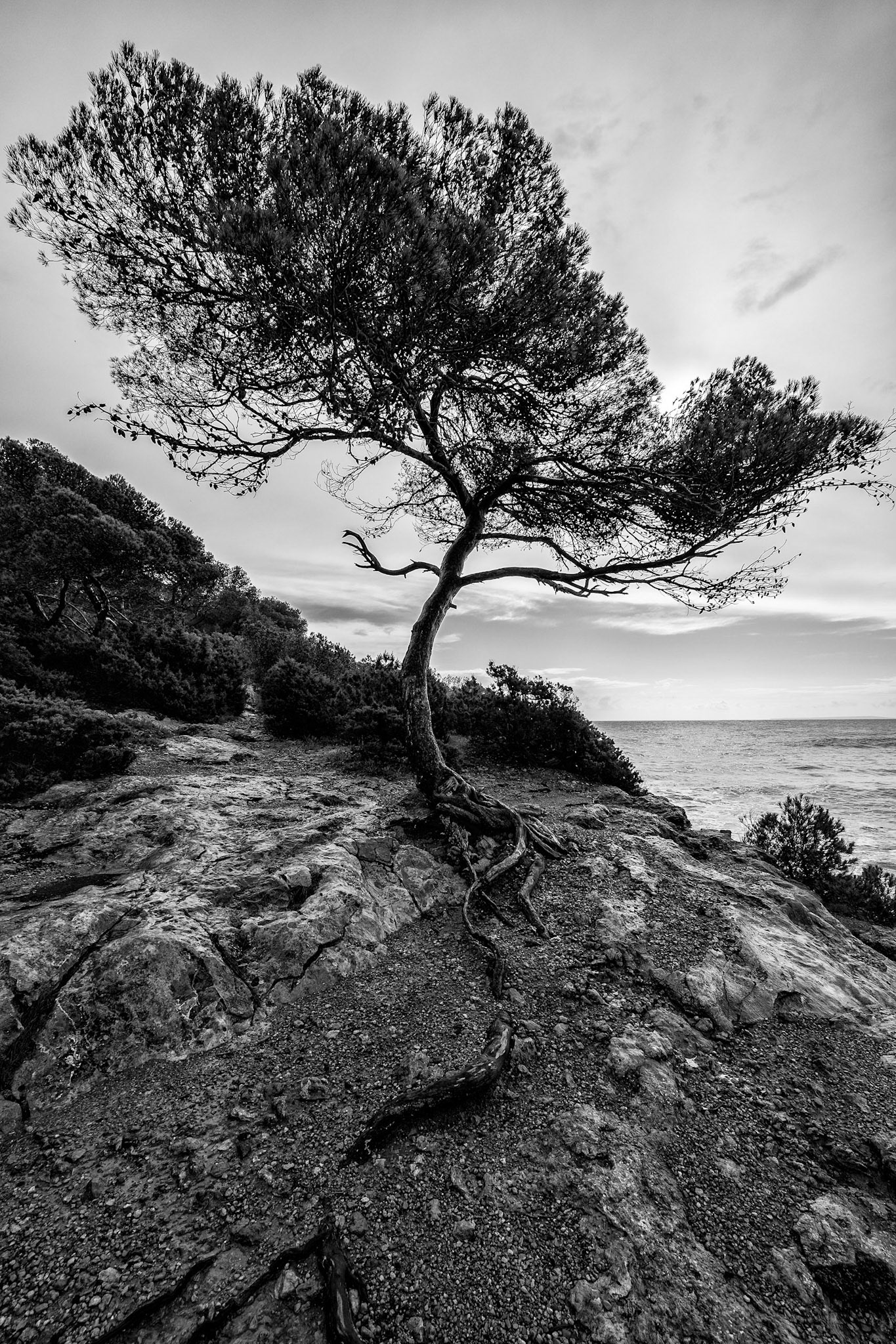 Pine tree, Ibiza
