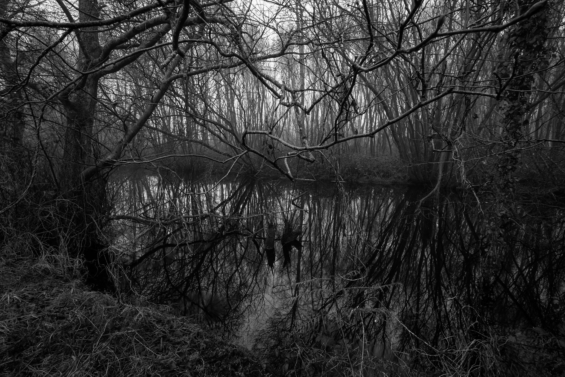 Westhay Moor reflections