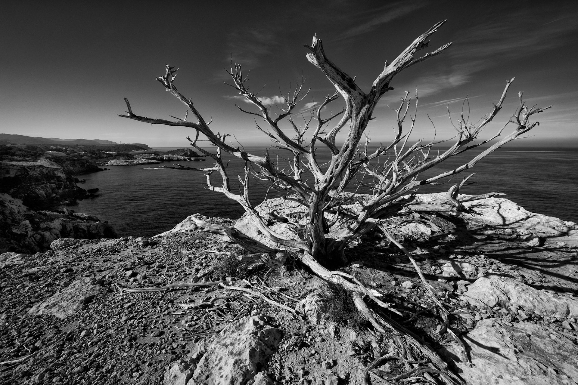 Dead sabina bush, Ibiza