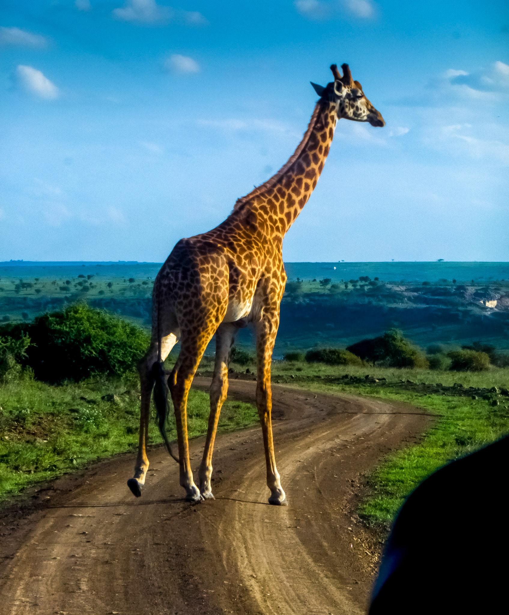 Nairobi NP (Kenya)