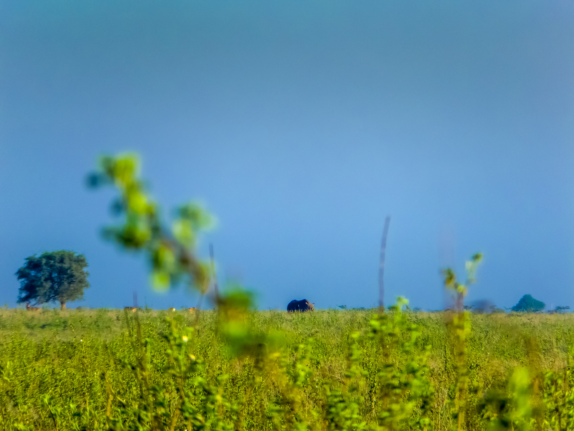 Nairobi NP (Kenya)