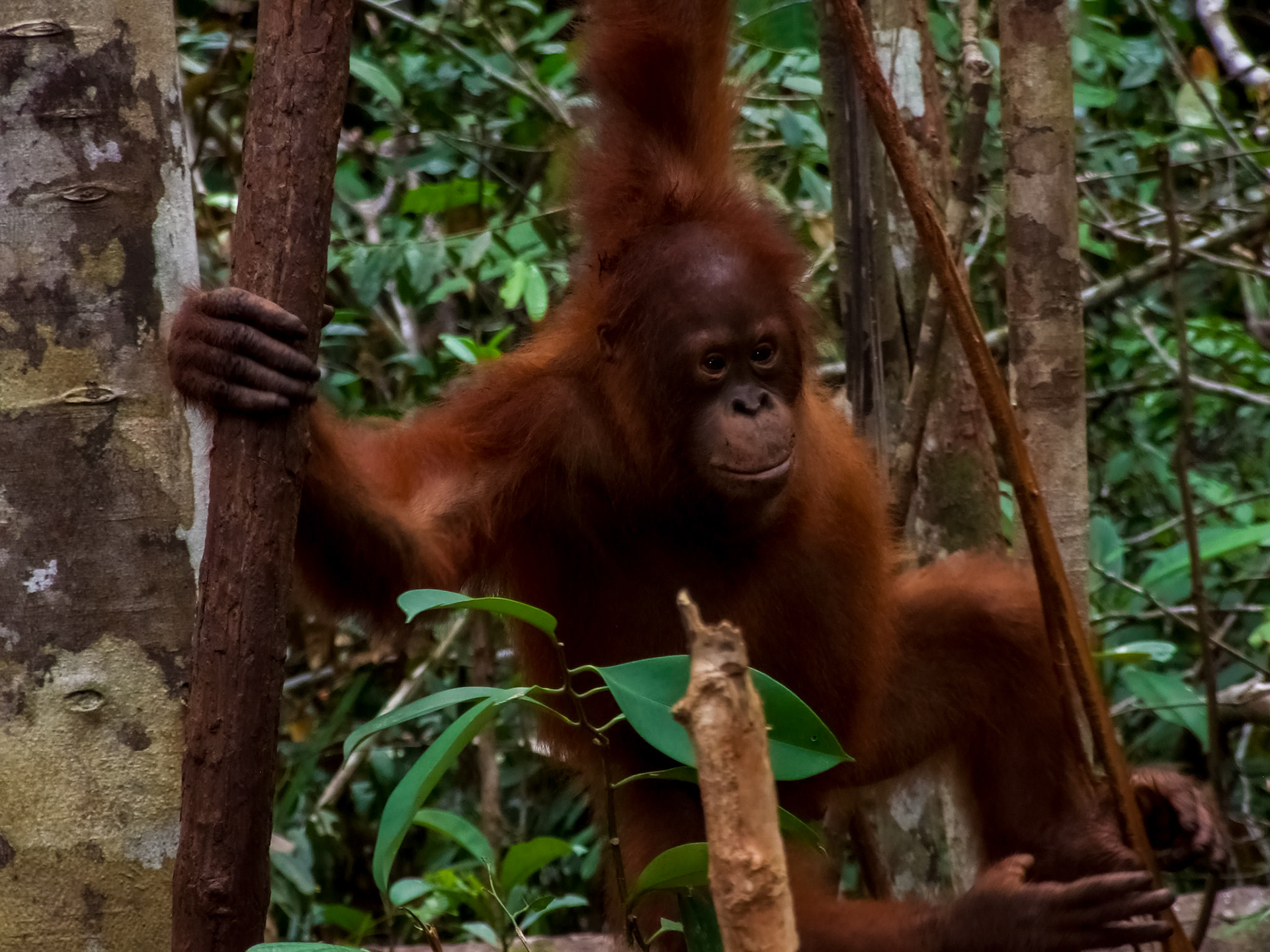 Kalimantan (Indonesia)