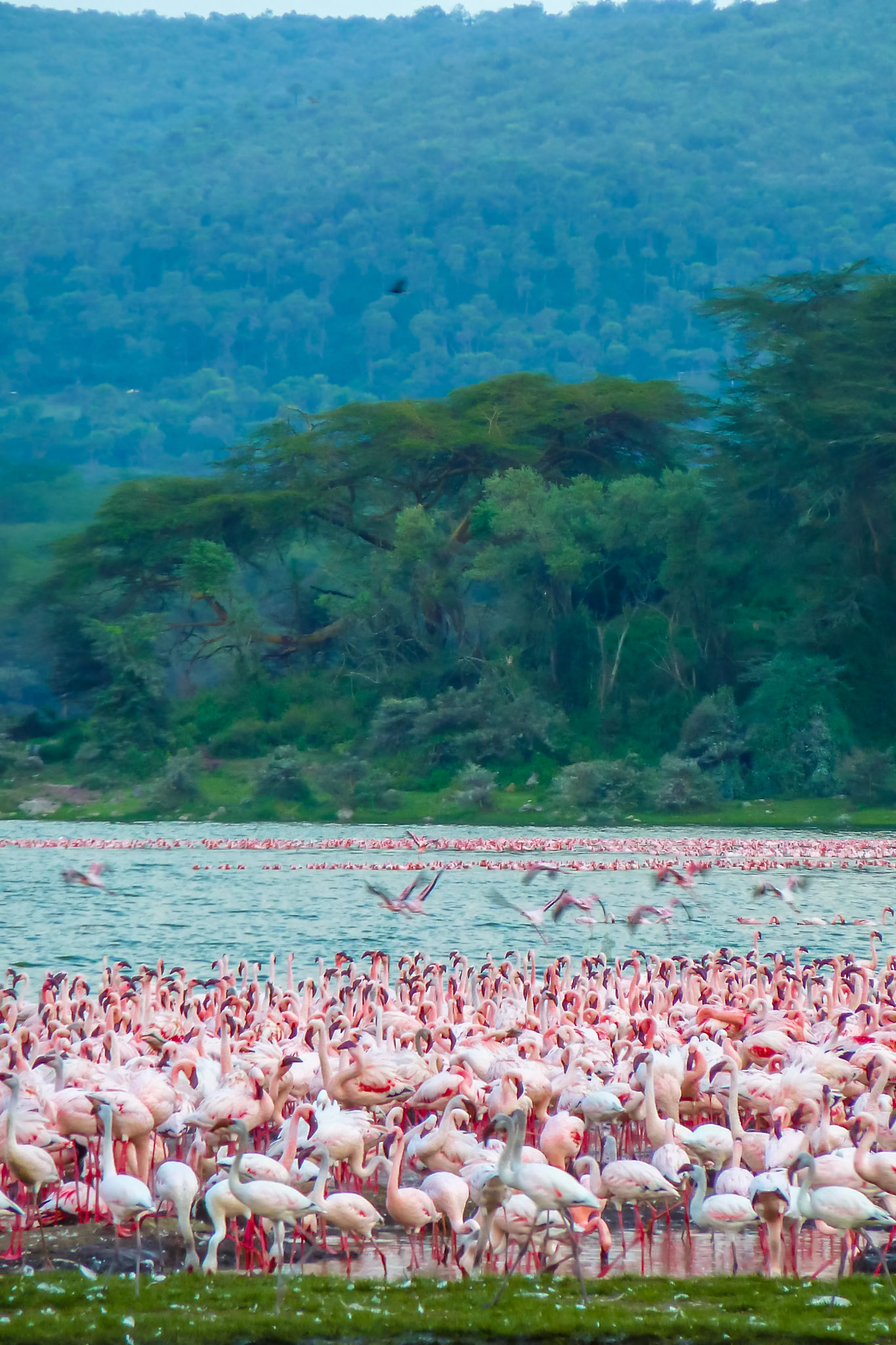 Nakuru (Kenya)