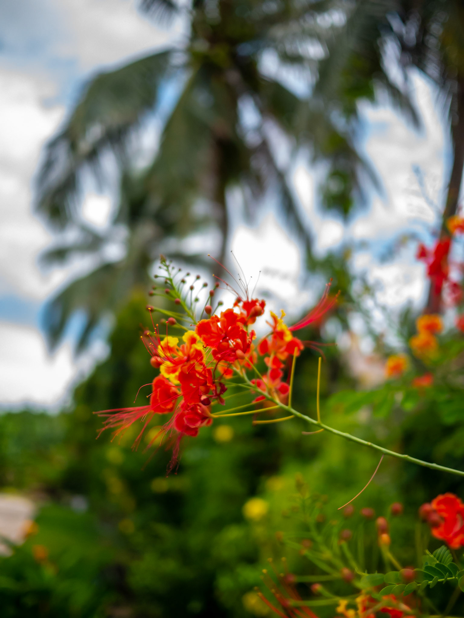 Mũi Né (Vietnam)