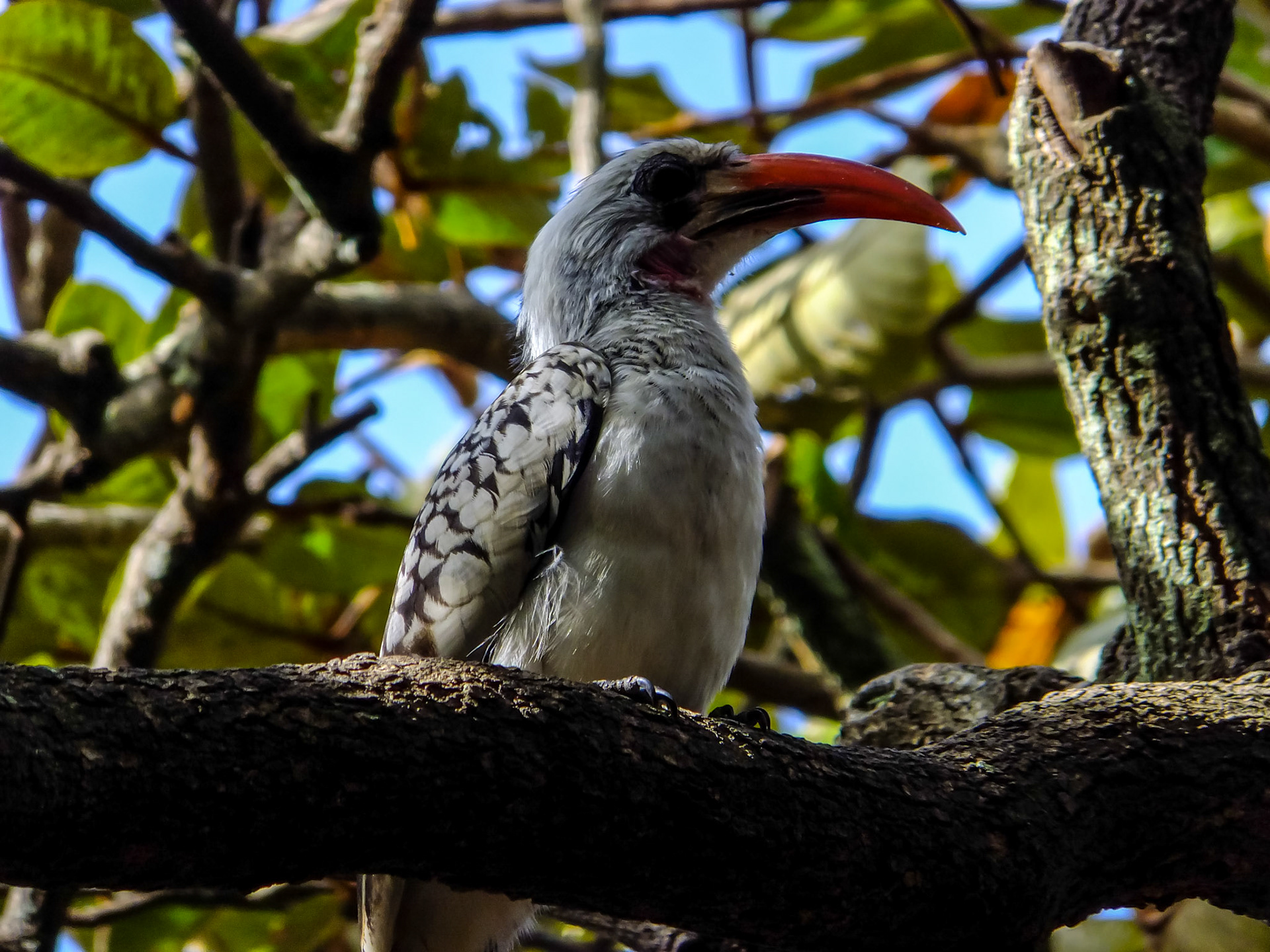 Kololi (The Gambia)