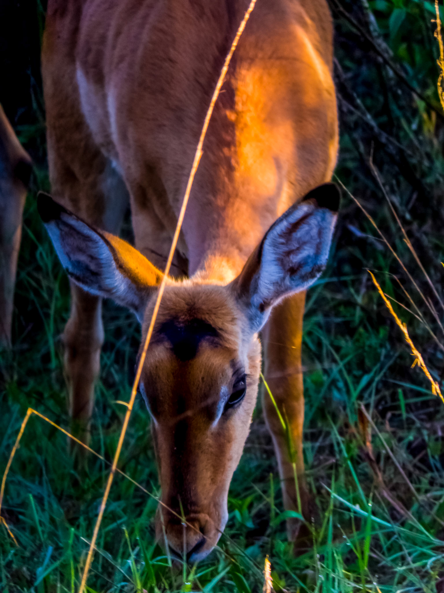 Nairobi NP (Kenya)