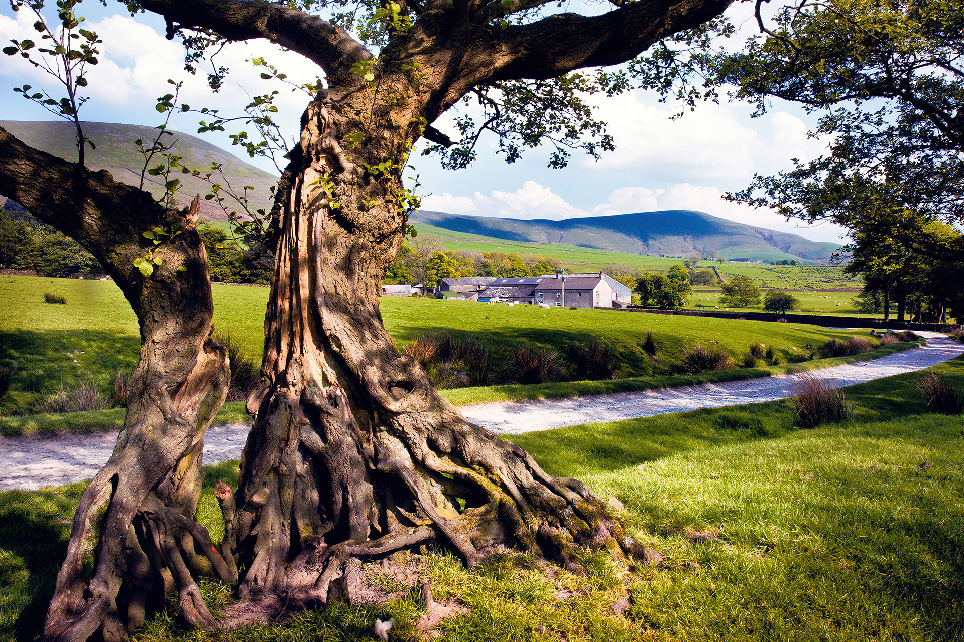 No3 Old Bleasdale Trees