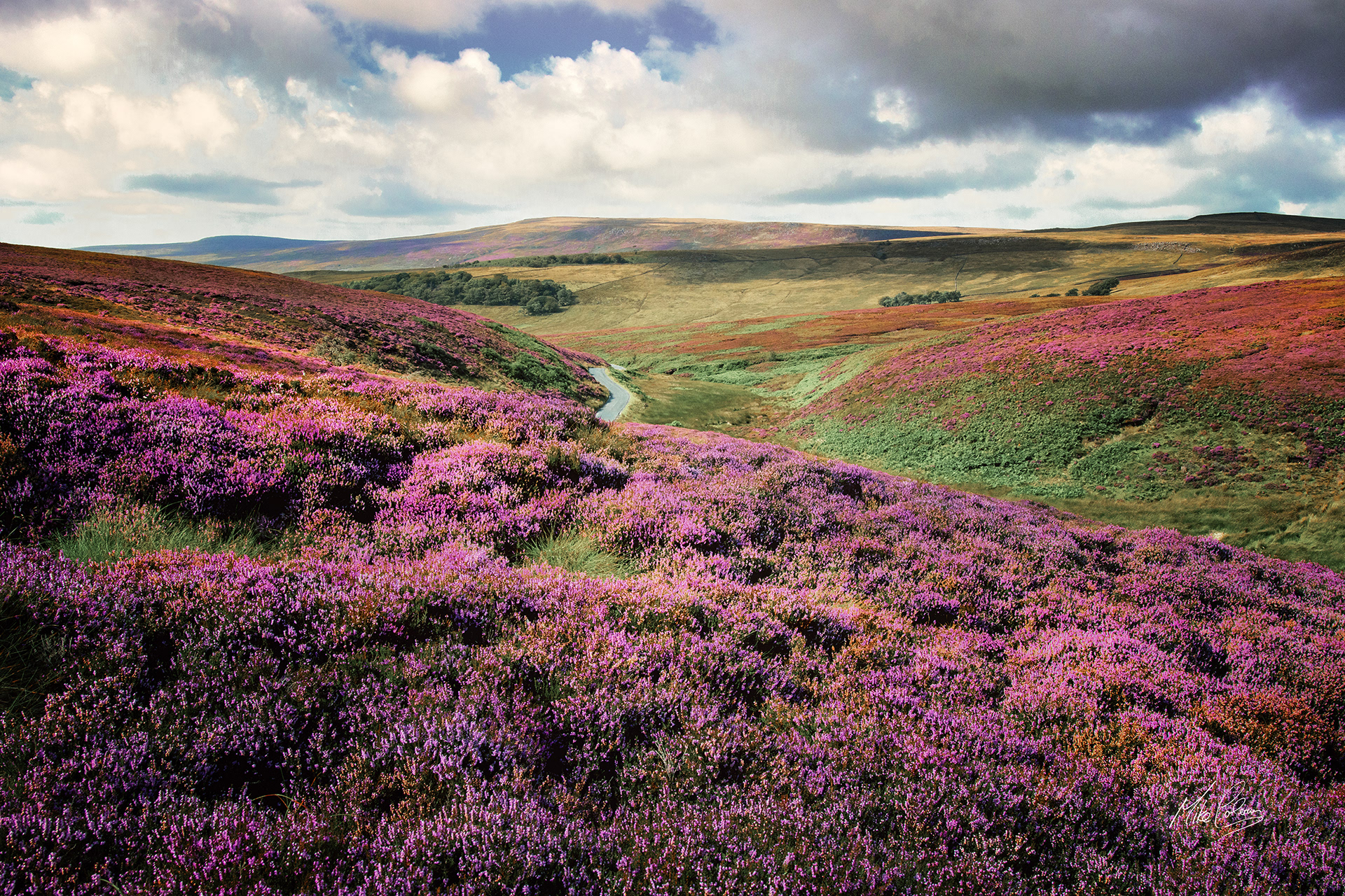 No2 Bowland Heather