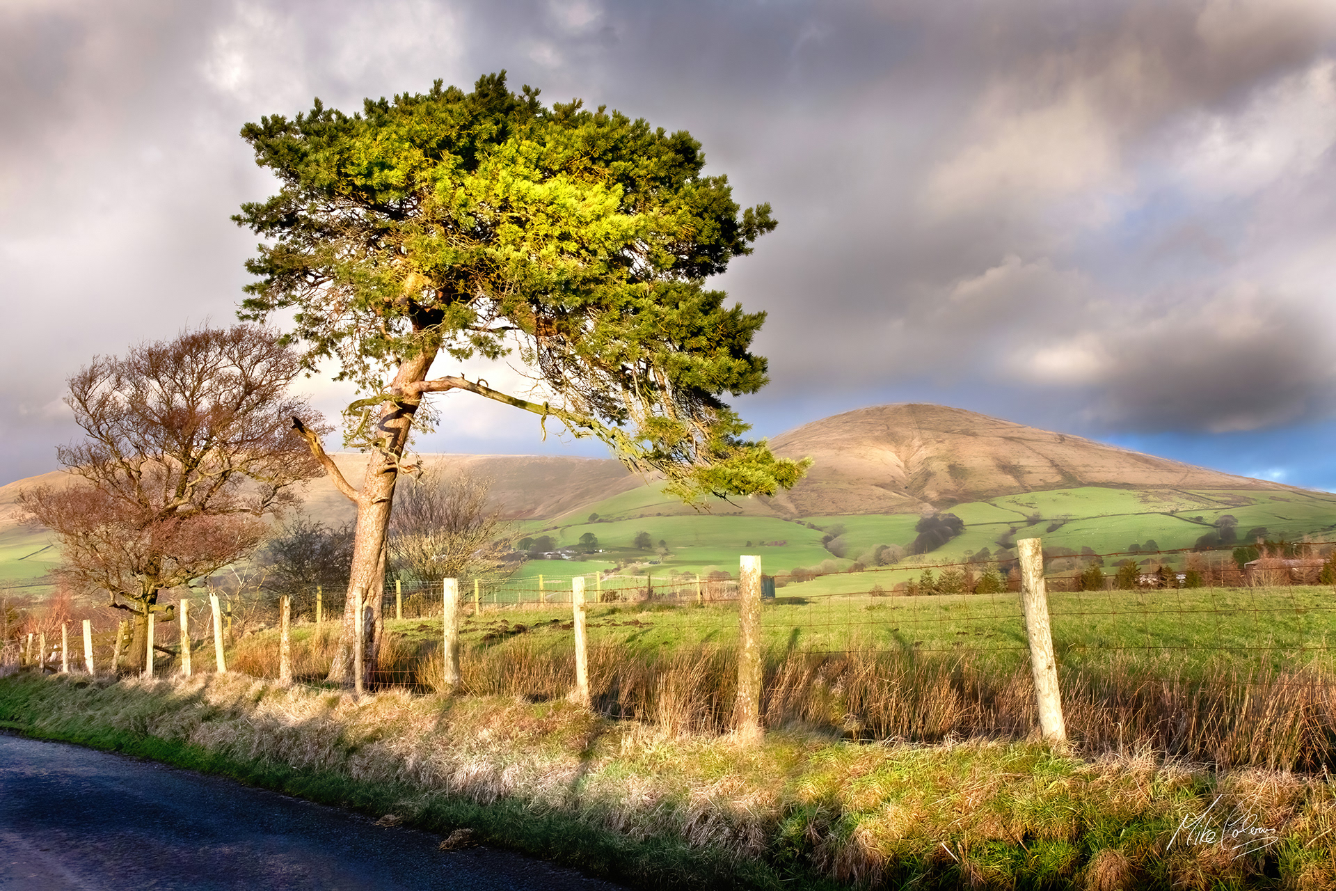 No9 Parlick Tree