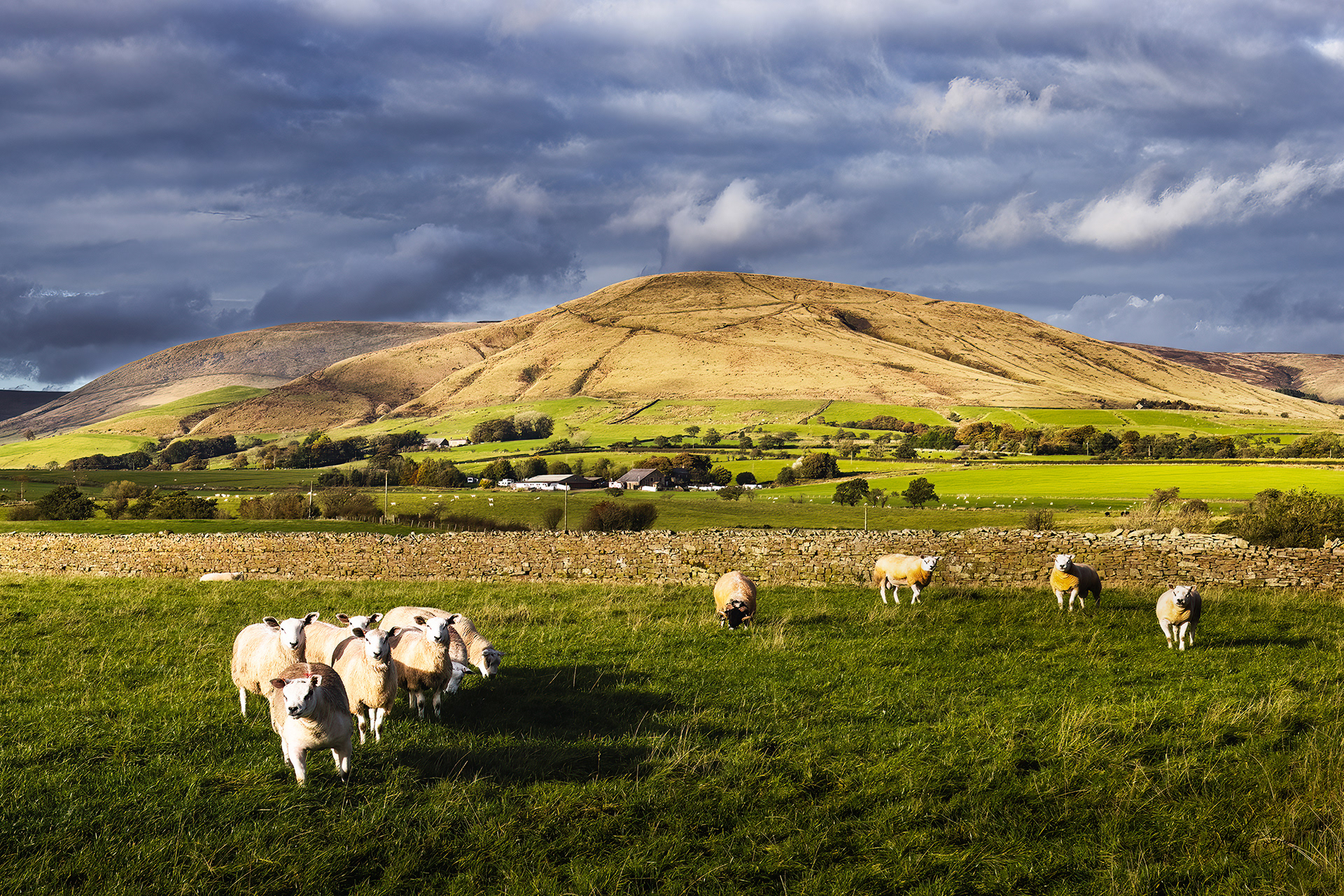 No8 Parlick Sheep